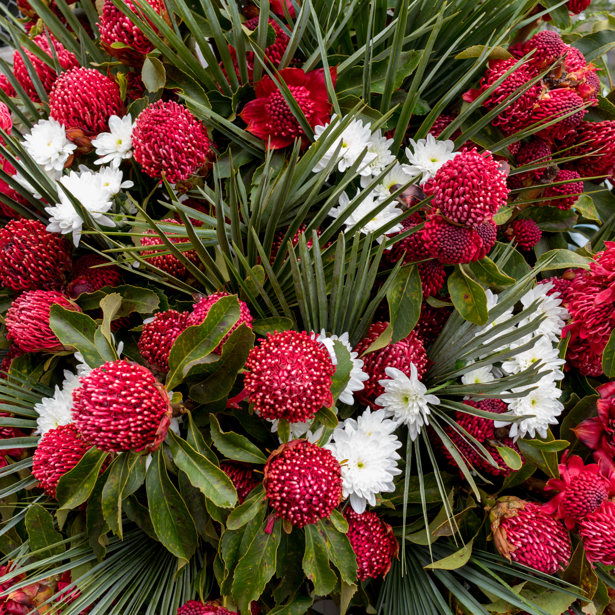 Waratah 'Shady Lady Crimson' - Telopea speciosissima oreades Shady Lady Crimson