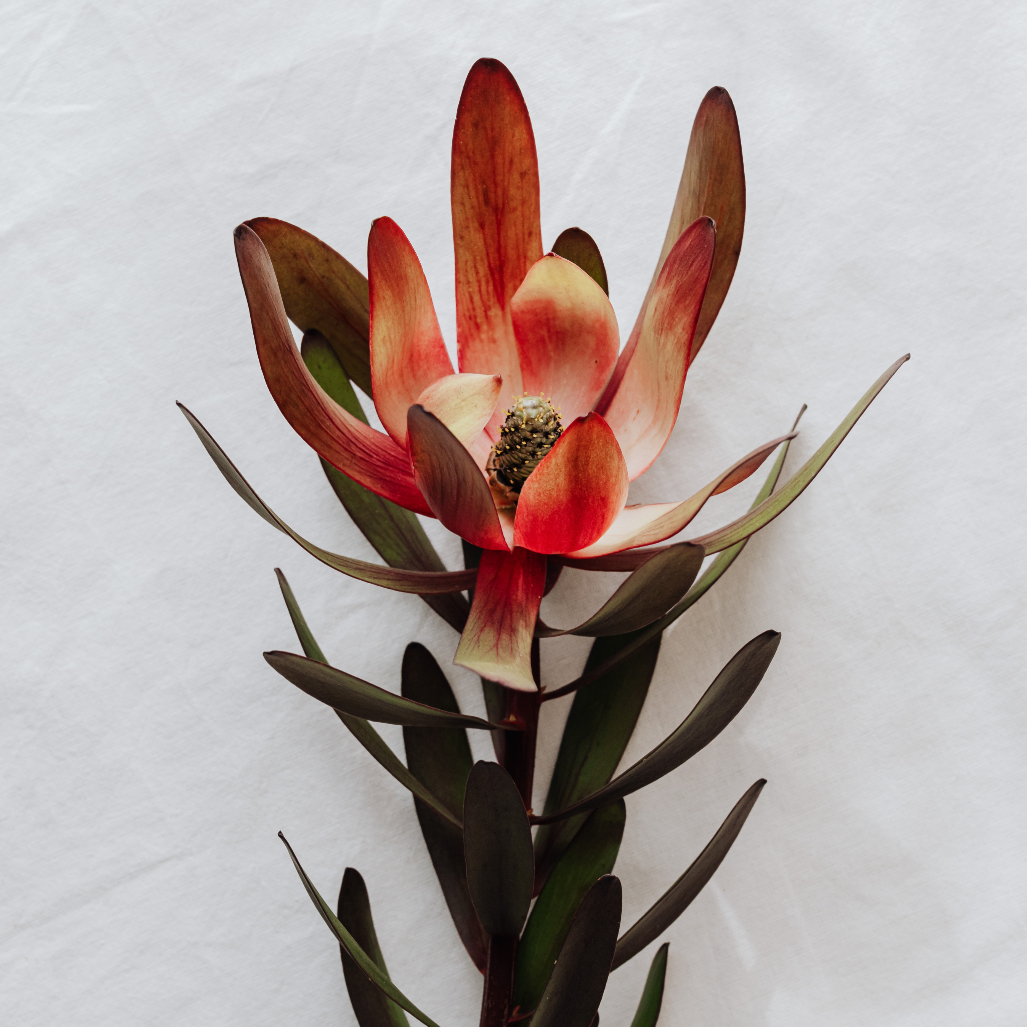 Conebush Devils Blush - Leucadendron salignum Devils Blush