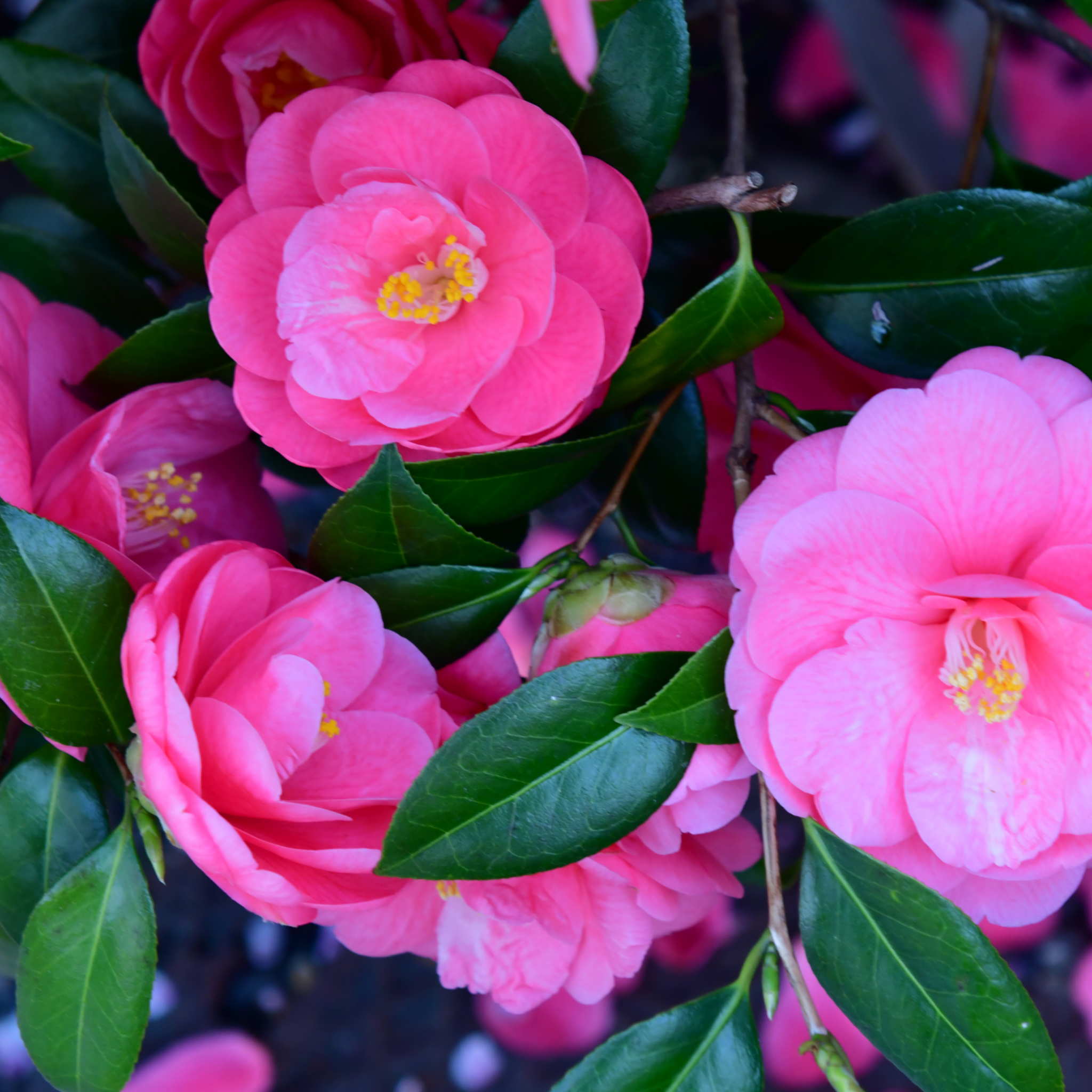 Camellia Assorted