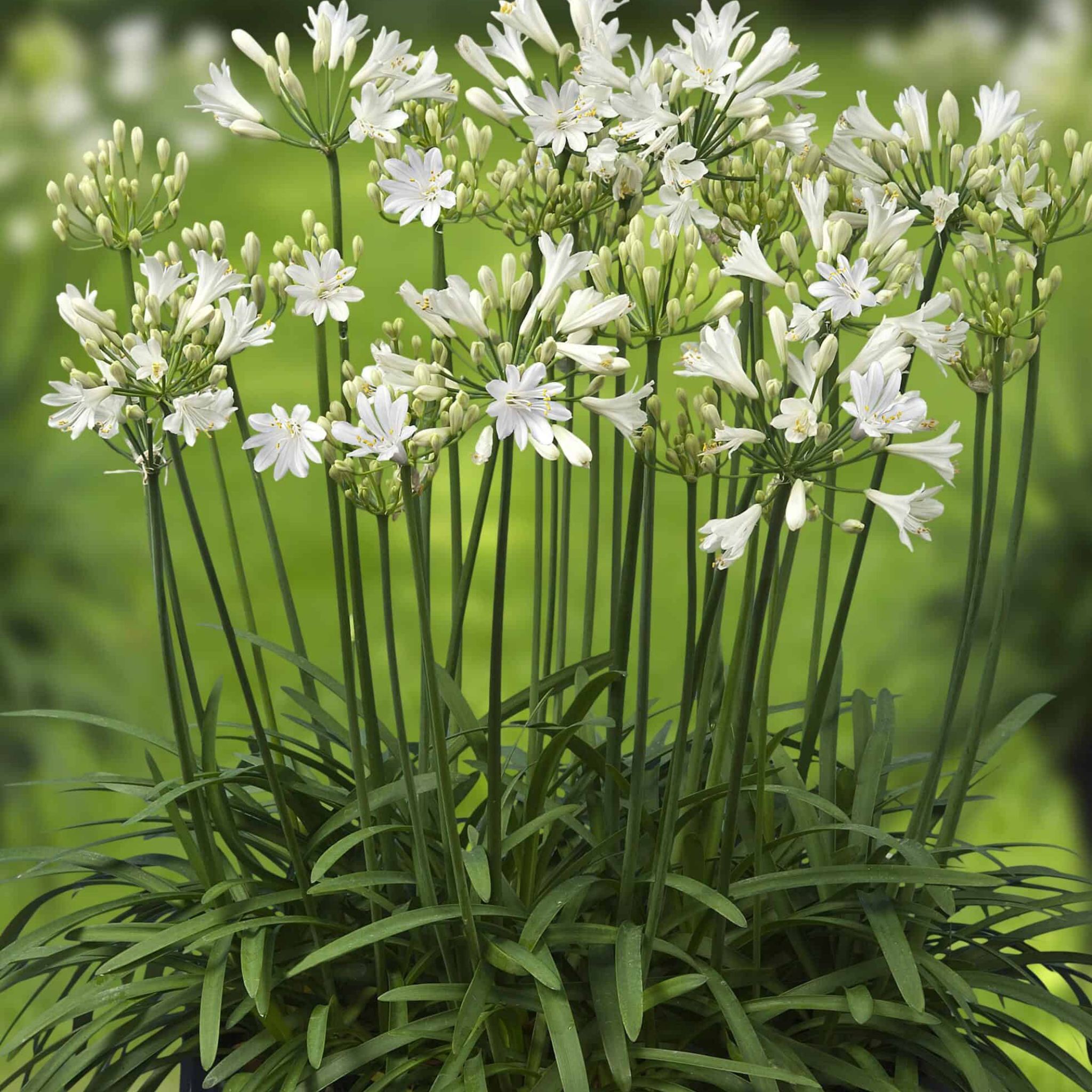 Dwarf White Agapanthus praecox - Lily of the Nile, African Lily