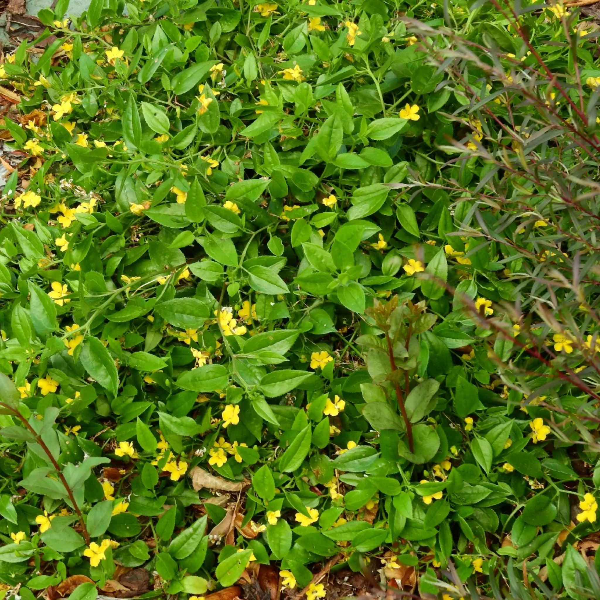 Hop Goodenia - Goodenia ovata