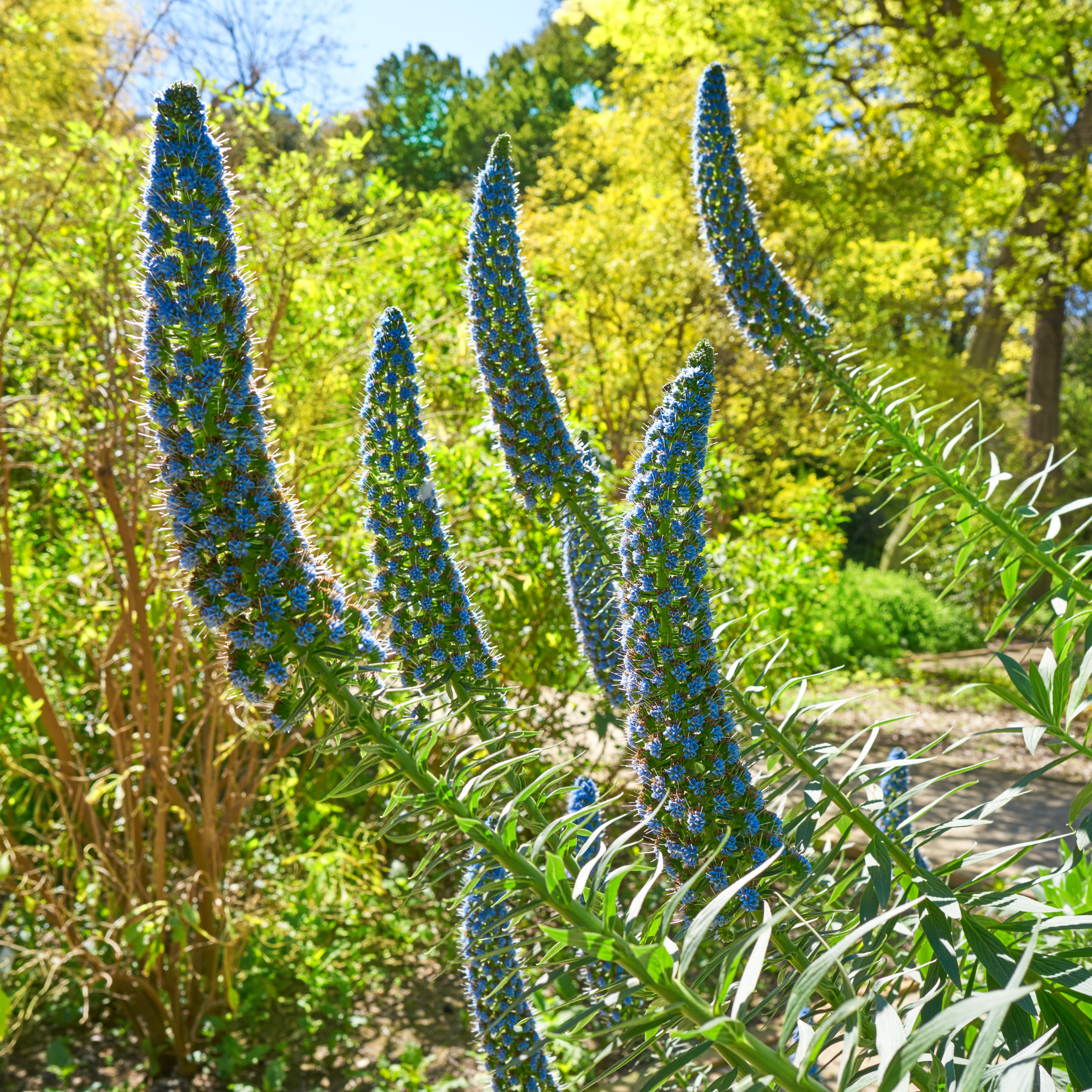 Pride of Madeira - Echium candicans