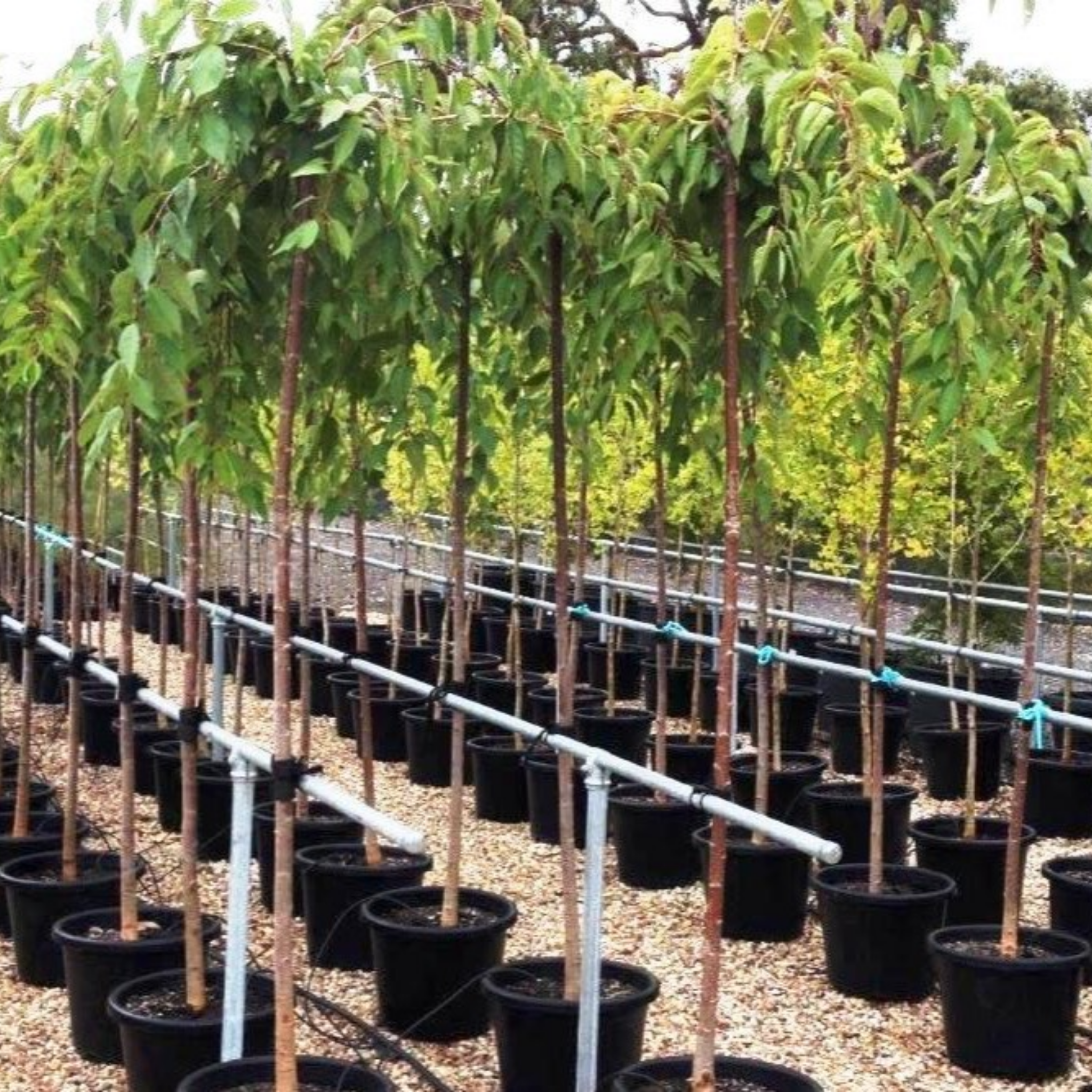 Row of young trees in black pots arranged in a nursery setting.