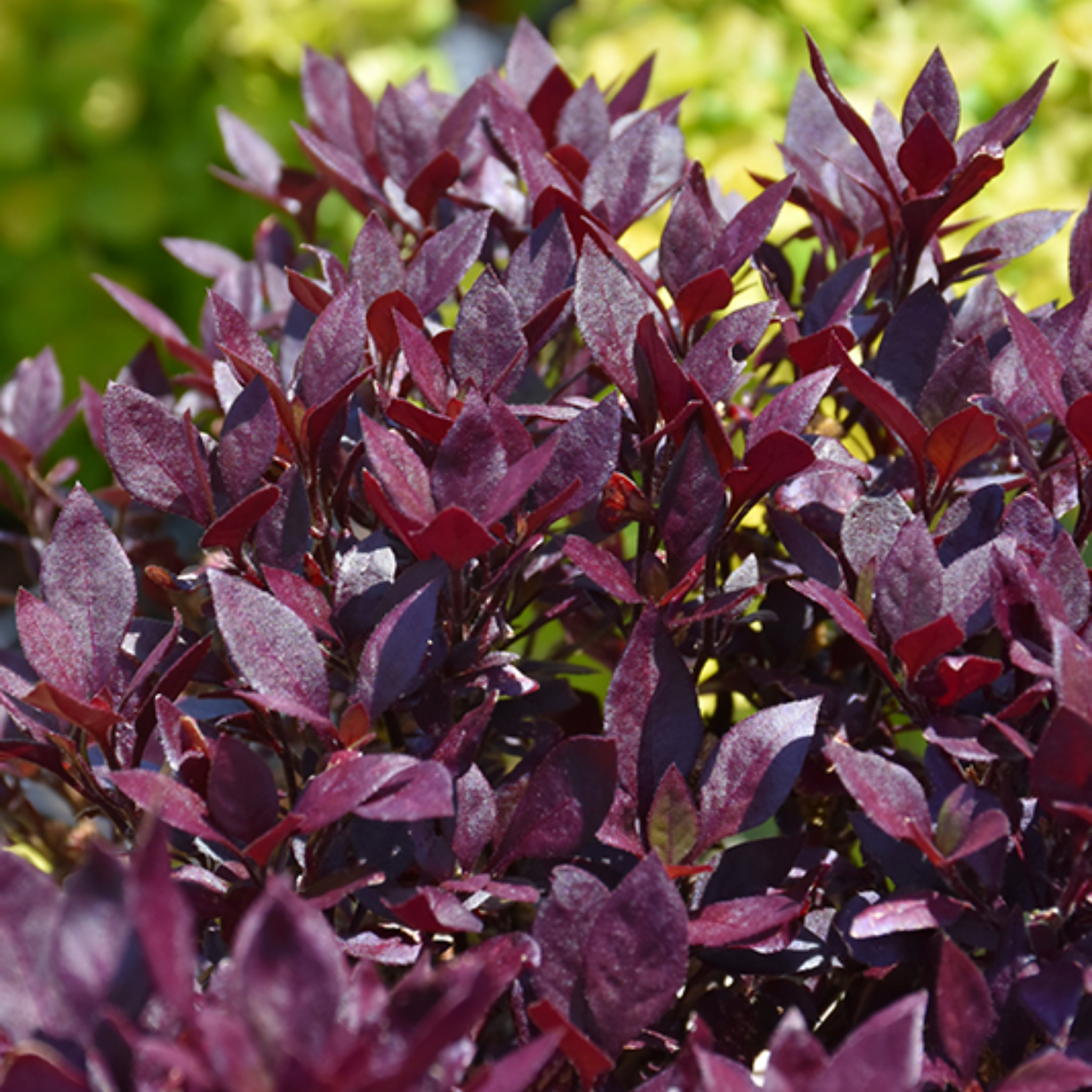 Close-up of a plant with purple leaves against a blurred green background