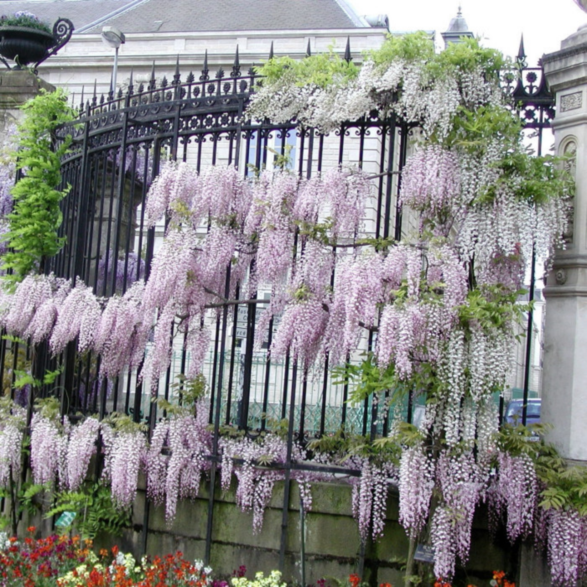 Pink Japanese Wisteria - Wisteria floribunda Honbeni