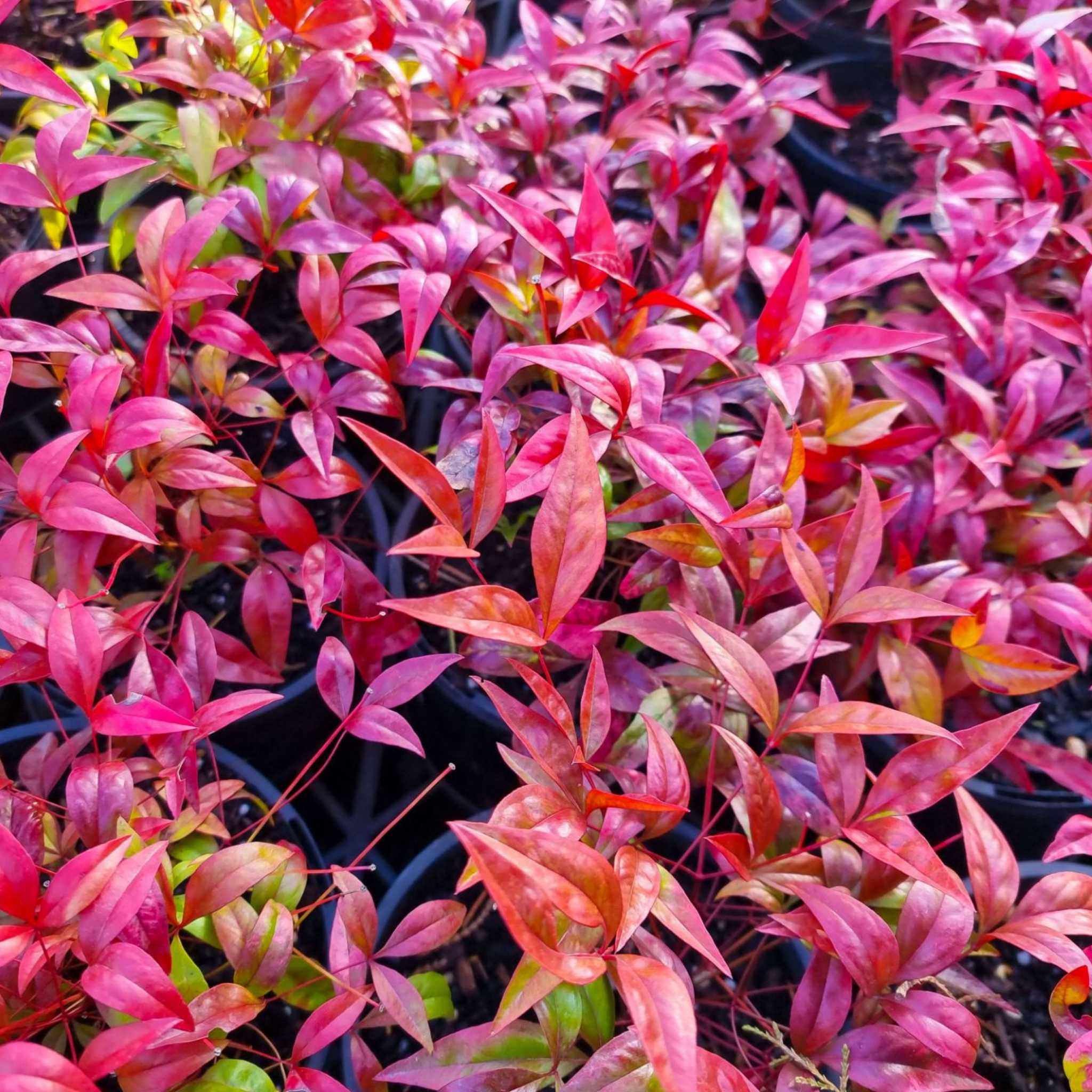 Nandina Dwarf - Nandina domestica Nana