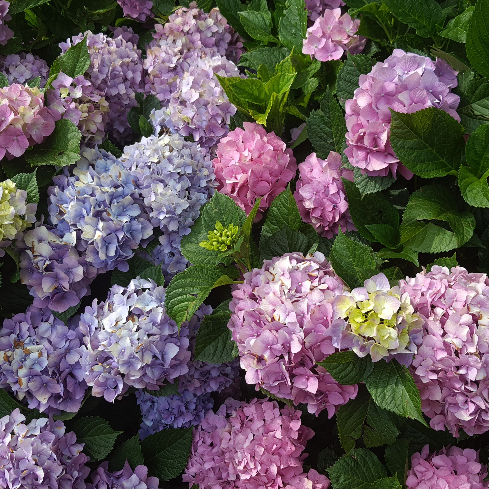 Big Leaf Hydrangea - Hydrangea macrophylla