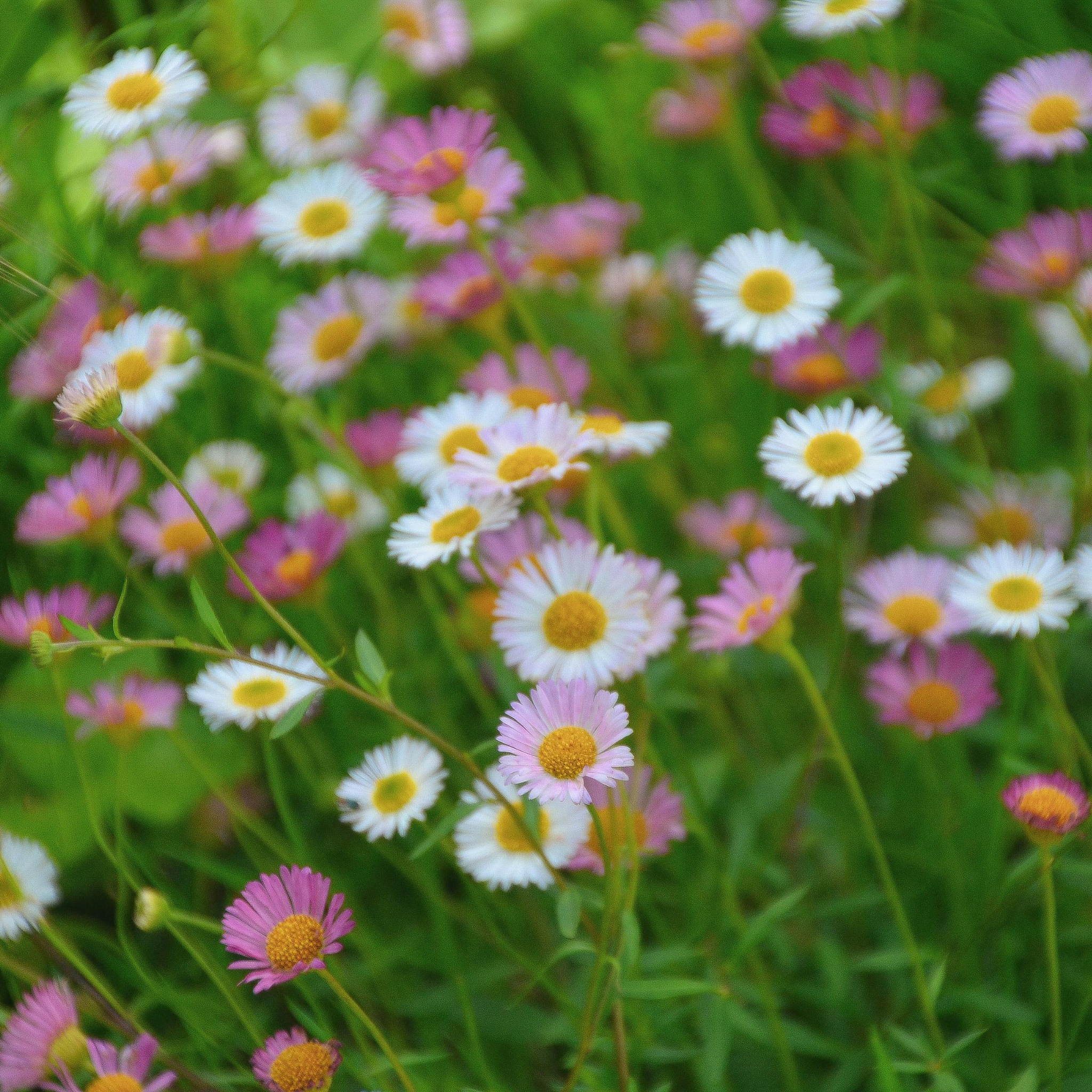 Seaside Daisy - Erigeron karvinskianus