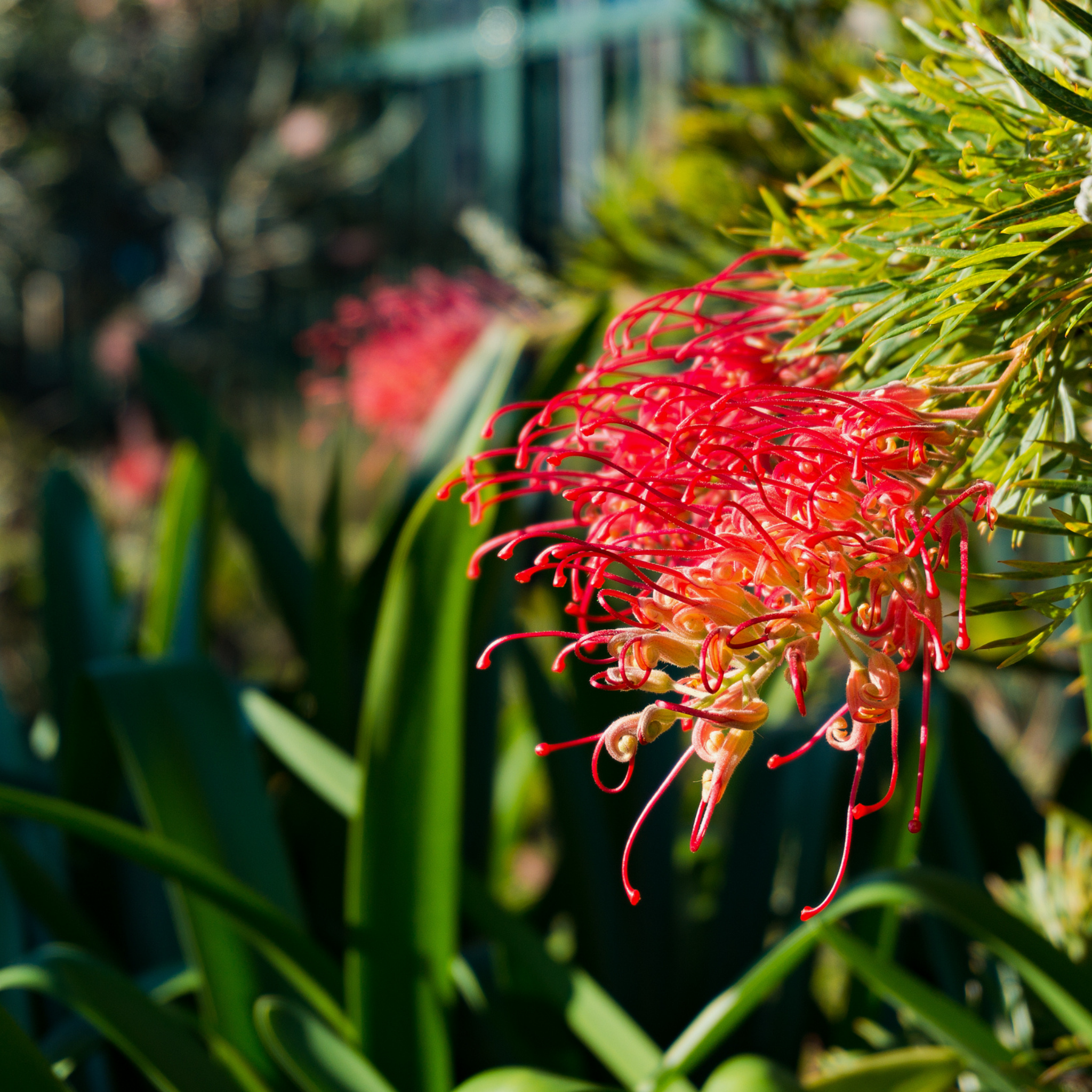 Grevillea 'Robyn Gordon' - Grevillea banksii bipinnatifida Robyn Gordon
