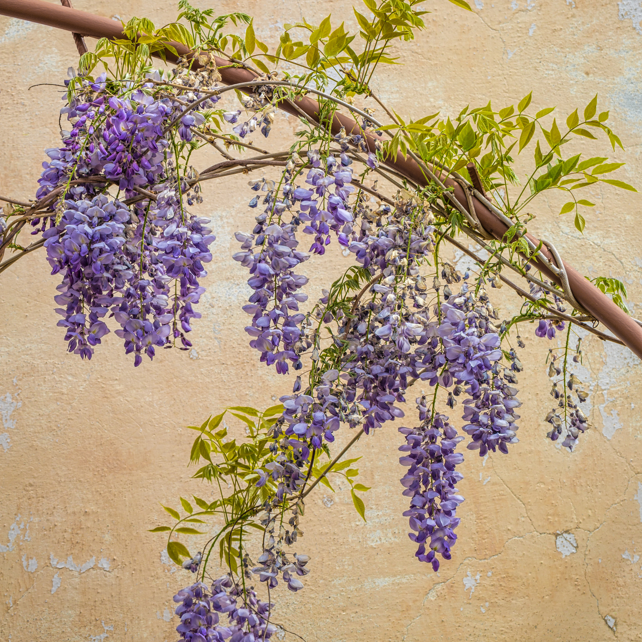Japanese Wisteria - Wisteria floribunda