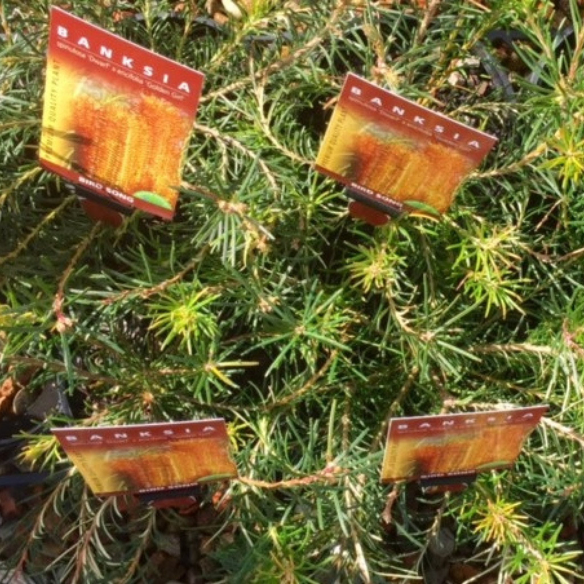Banksia plant tags attached to a Banksia plant