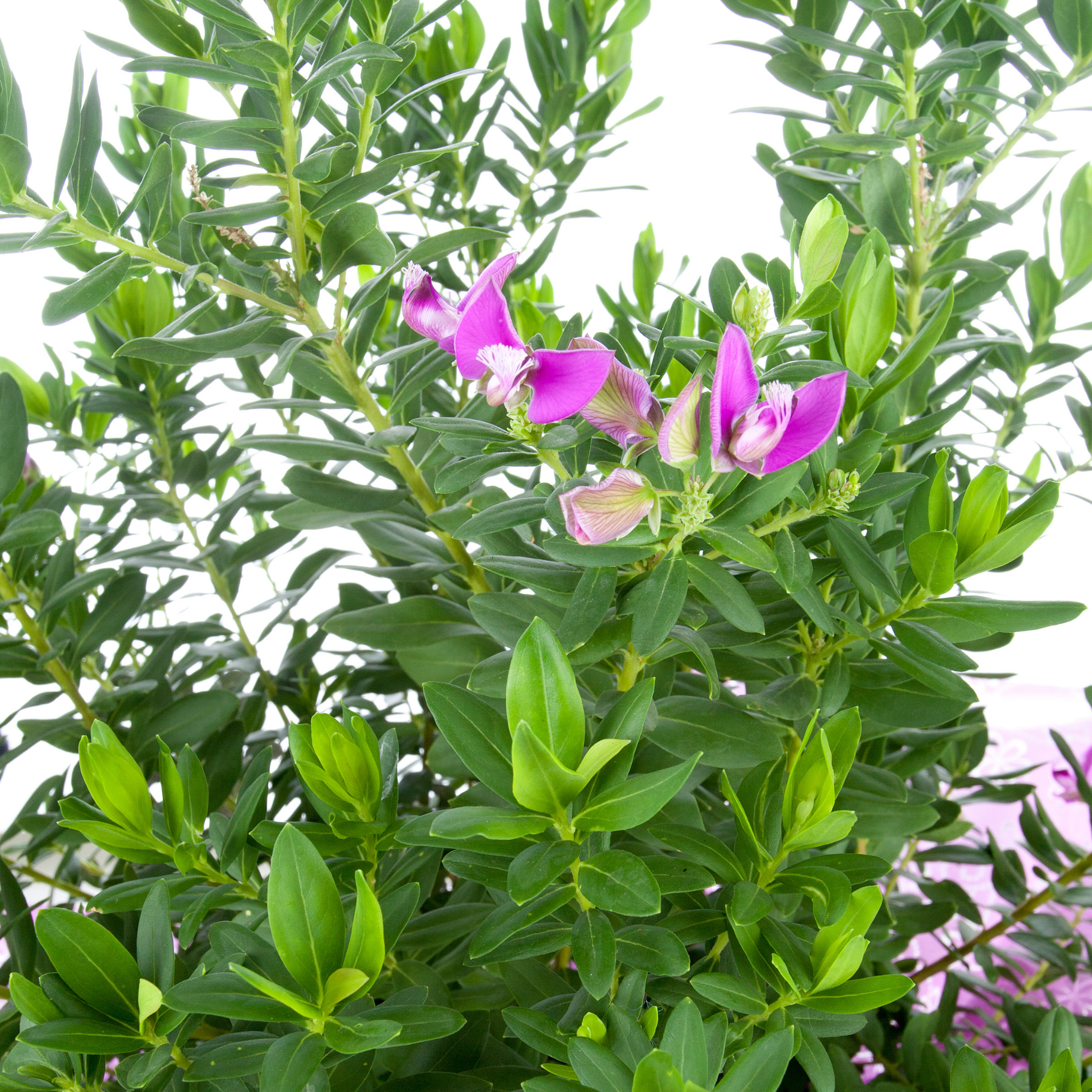 Sweet Pea Shrub - Polygala myrtiflora Grandiflora