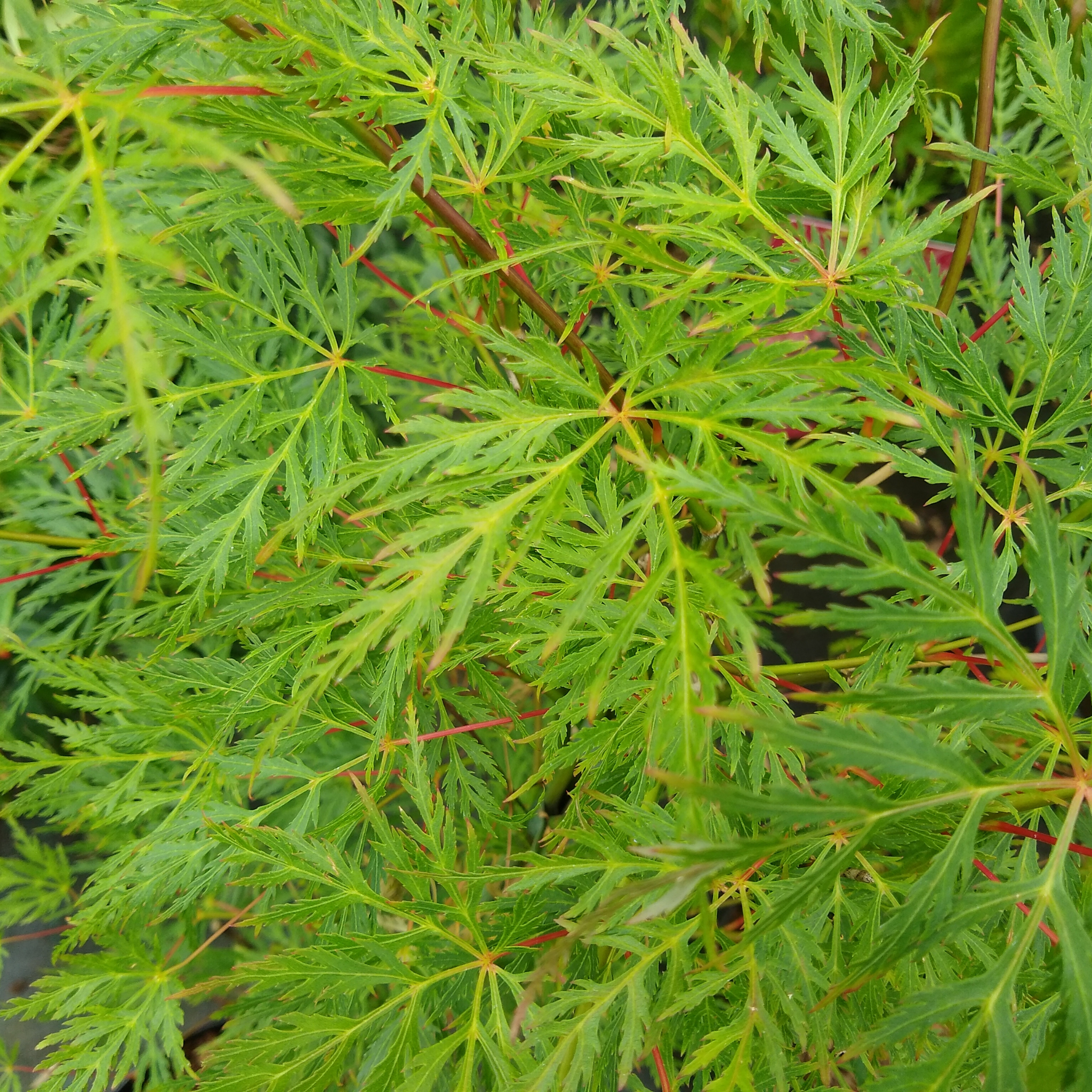 Weeping Japanese Maple Ellen - Acer palmatum Dissectum Ellen