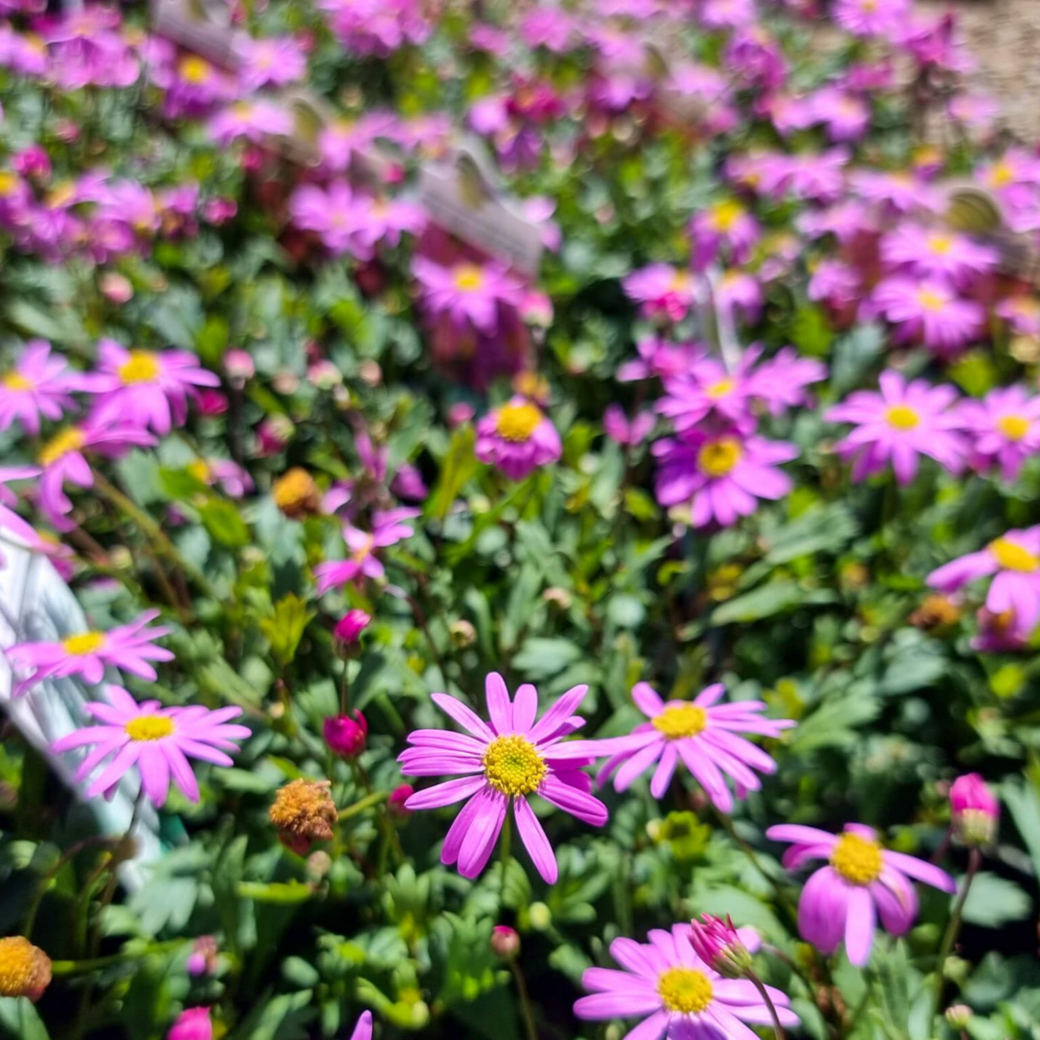 Cut Leaf Daisy Radiant Magenta - Brachyscome hybrida Radiant Magenta