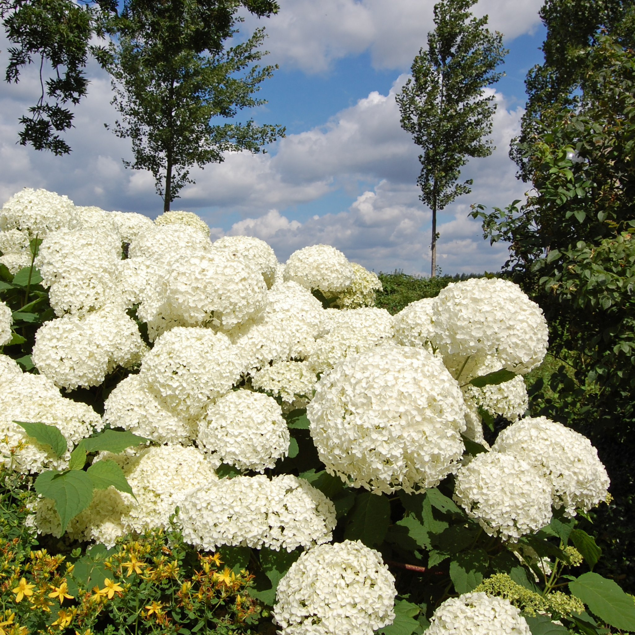Hydrangea arborescens 'Annabelle' – Smooth Hydrangea