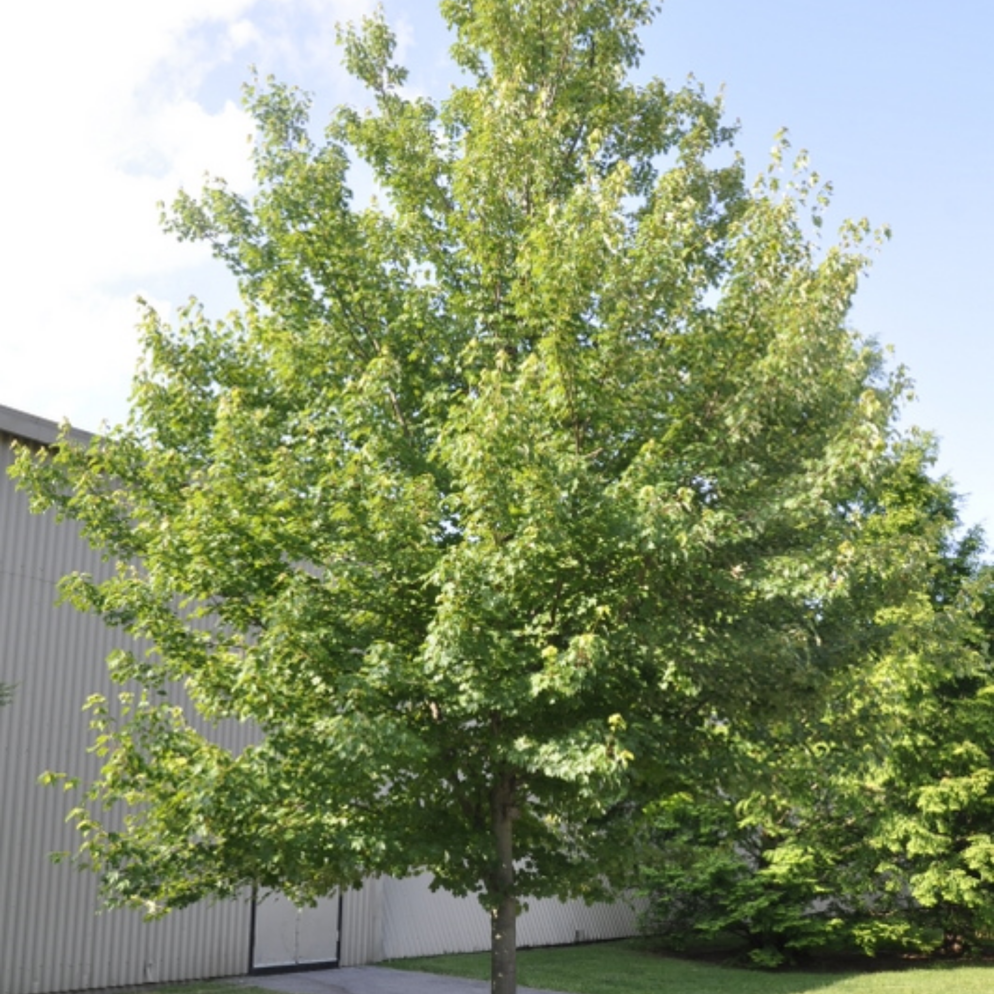 Large green tree in front of a building with a clear sky.