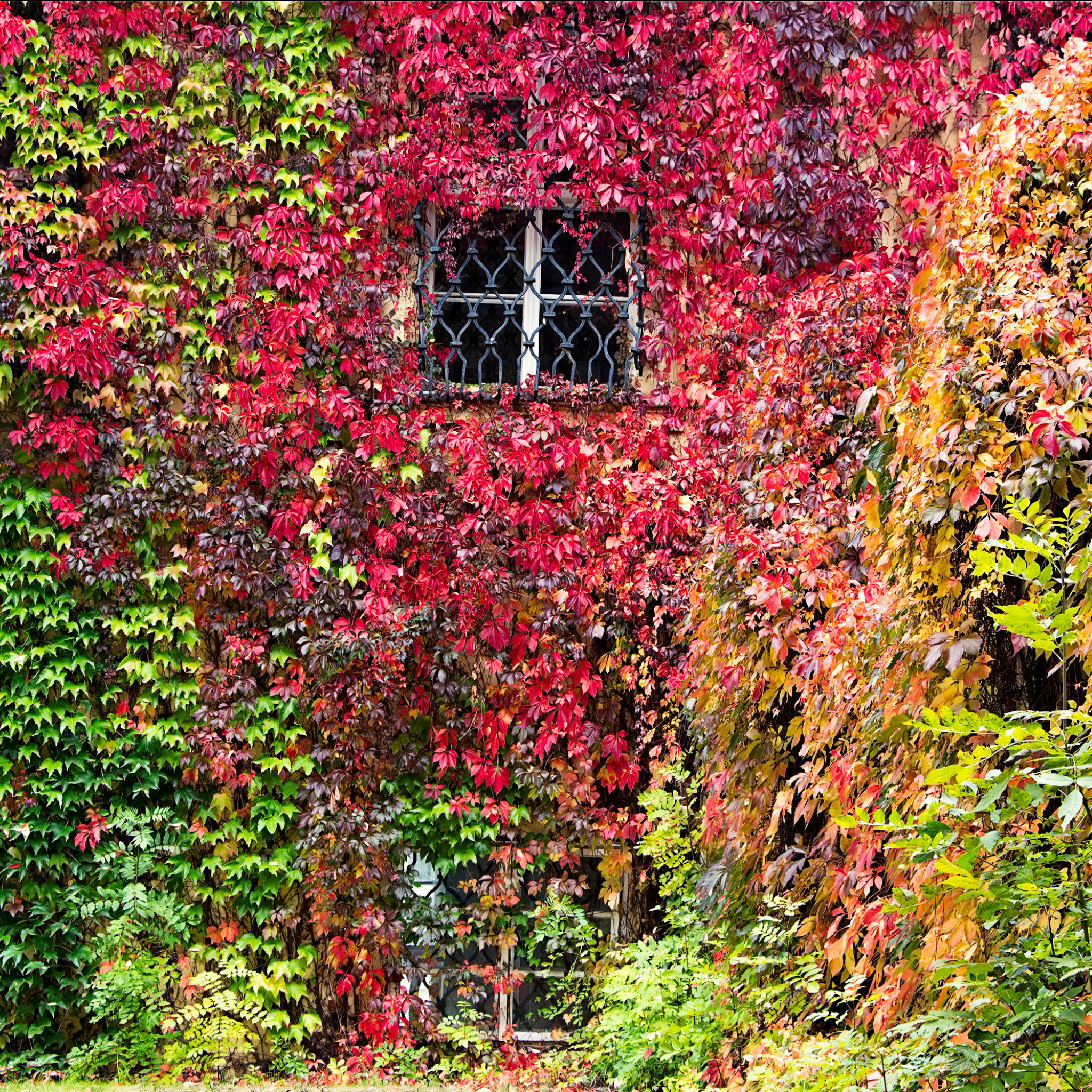 Boston Ivy - Parthenocissus tricuspidata
