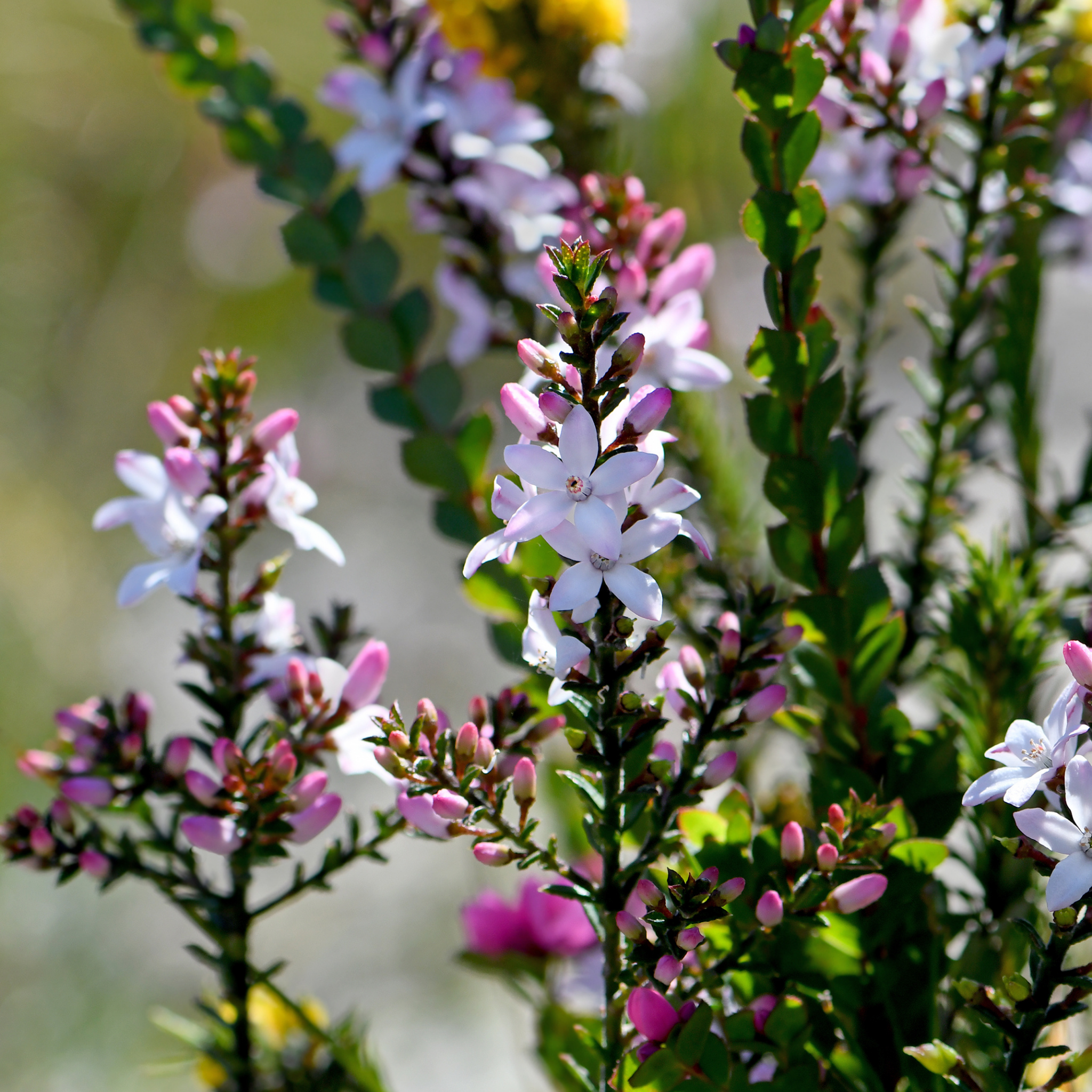Box Leaf Wax Flower - Philotheca buxifolia Cascade of Stars