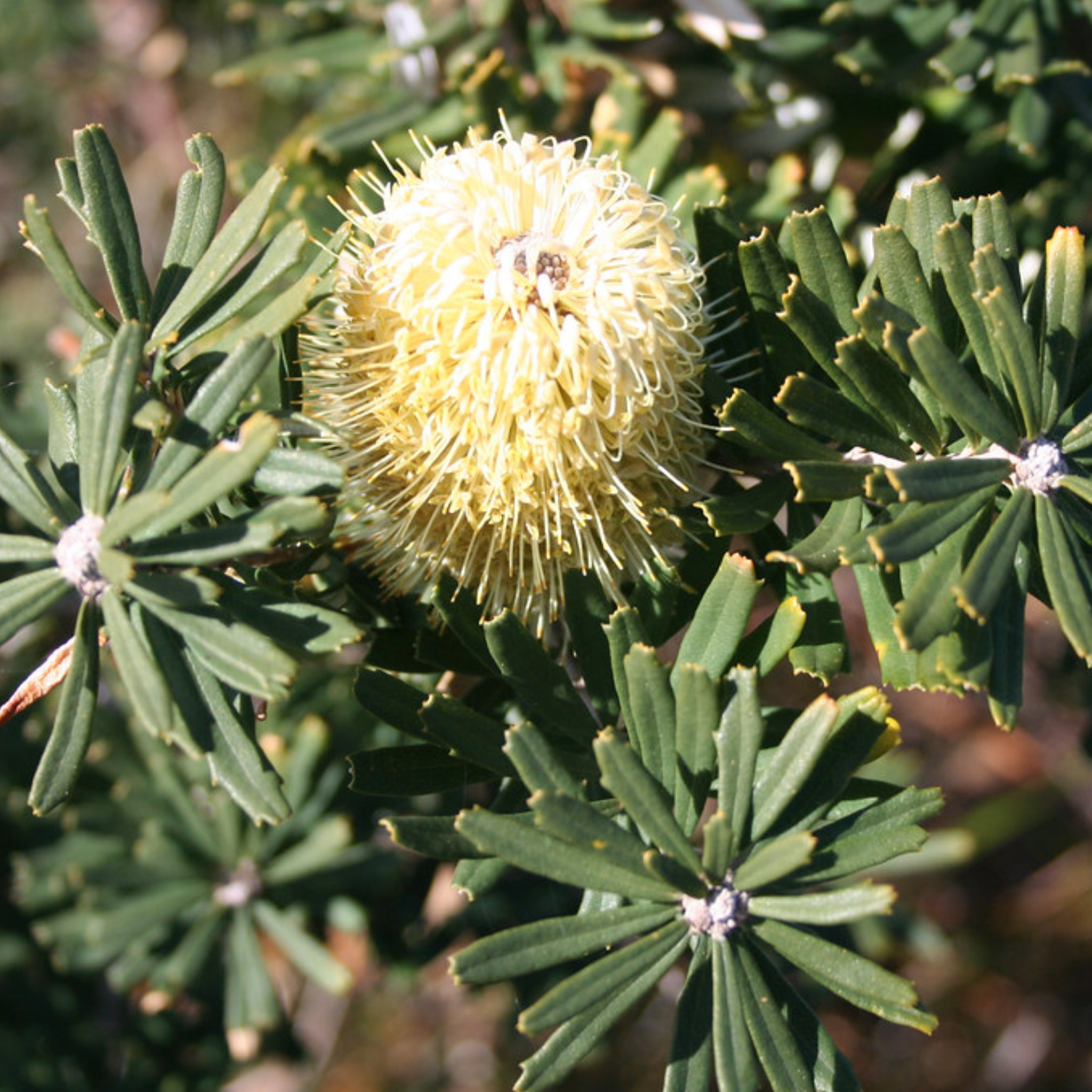 Close-up of a yellow flower bud surrounded by green leaves