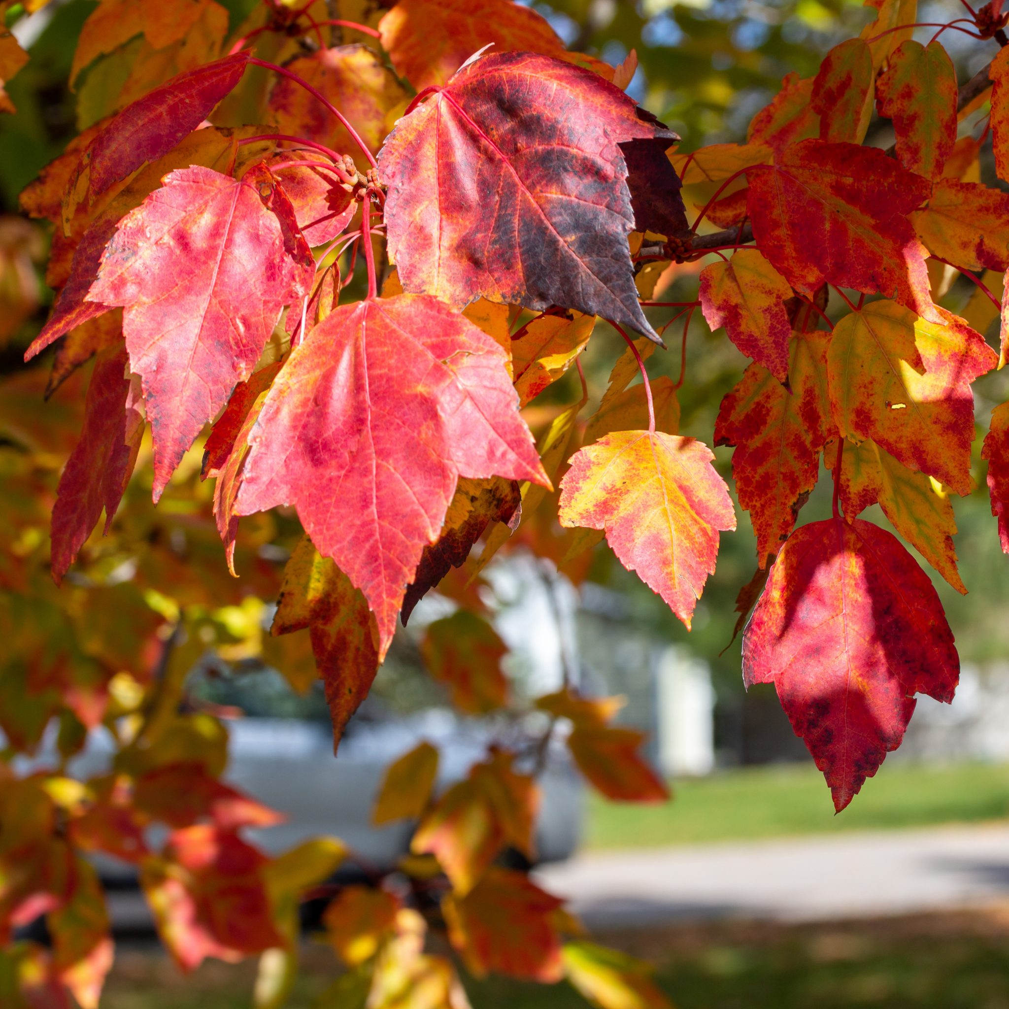 Close-up of red and orange autumn leaves with a blurred background