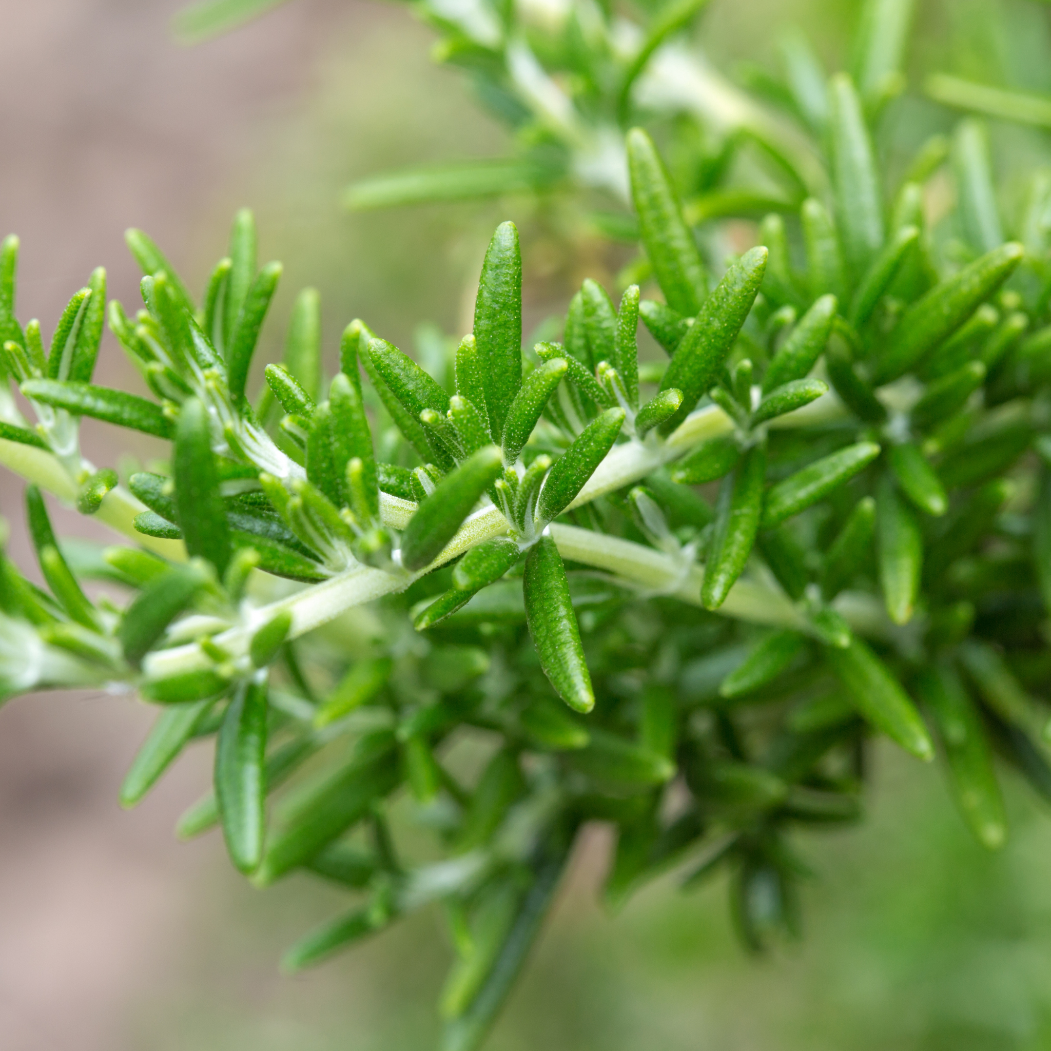 Blue Gem Native Rosemary - Westringia hybrida Blue Gem
