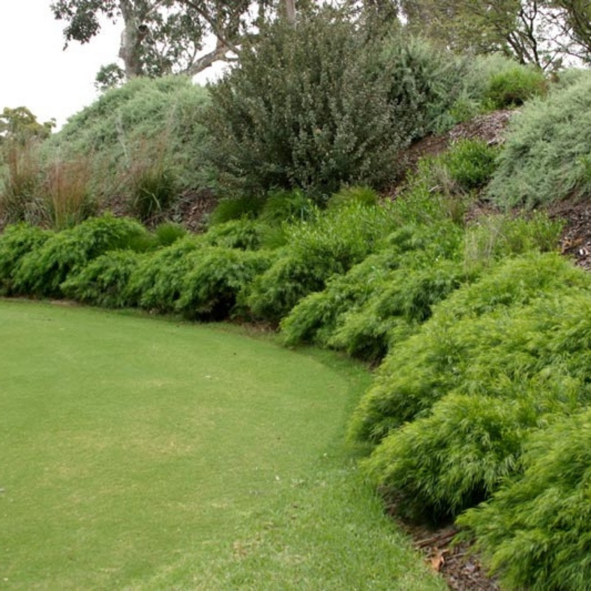Lush green shrubs and grass in a garden setting