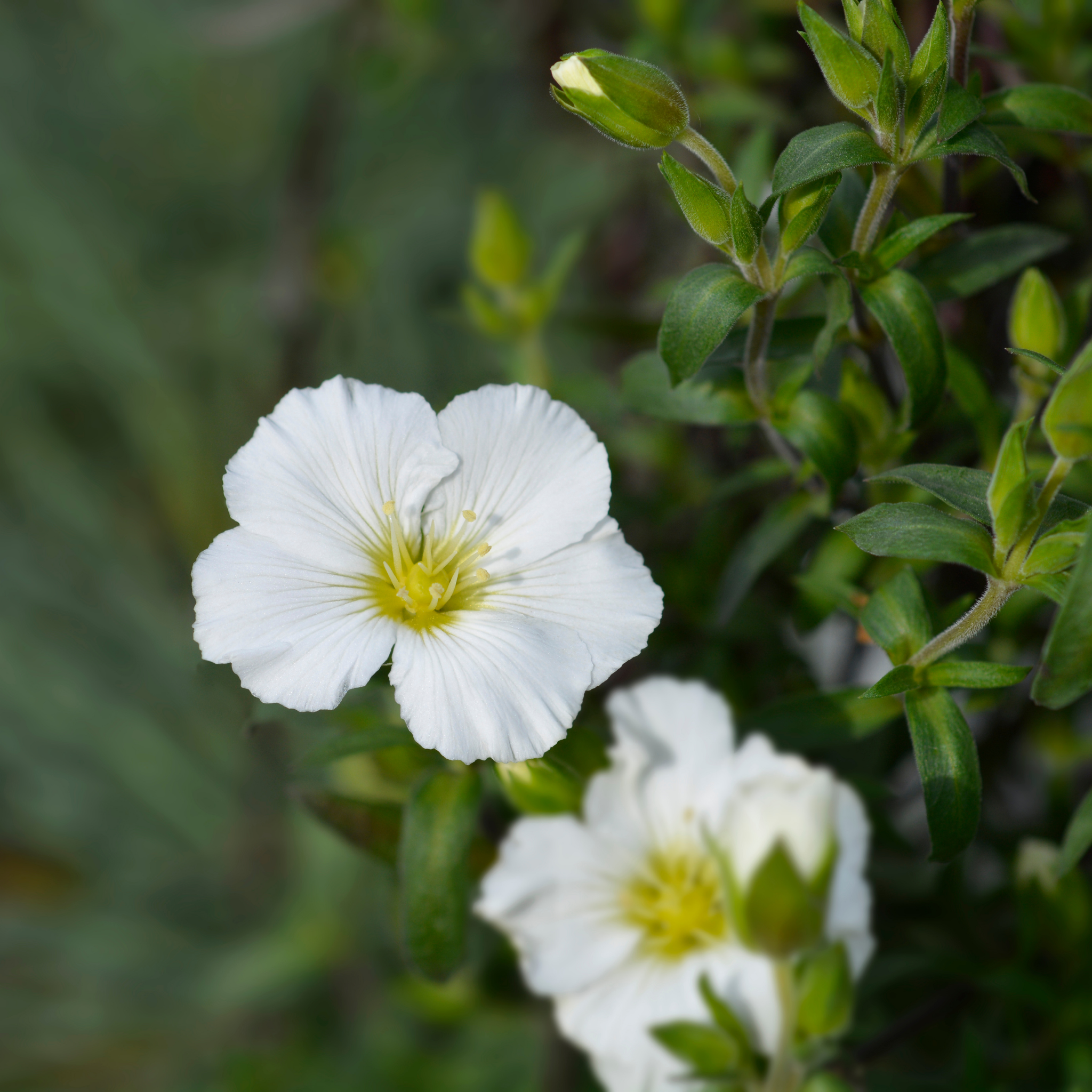 Mountain Sandwort - Arenaria montana