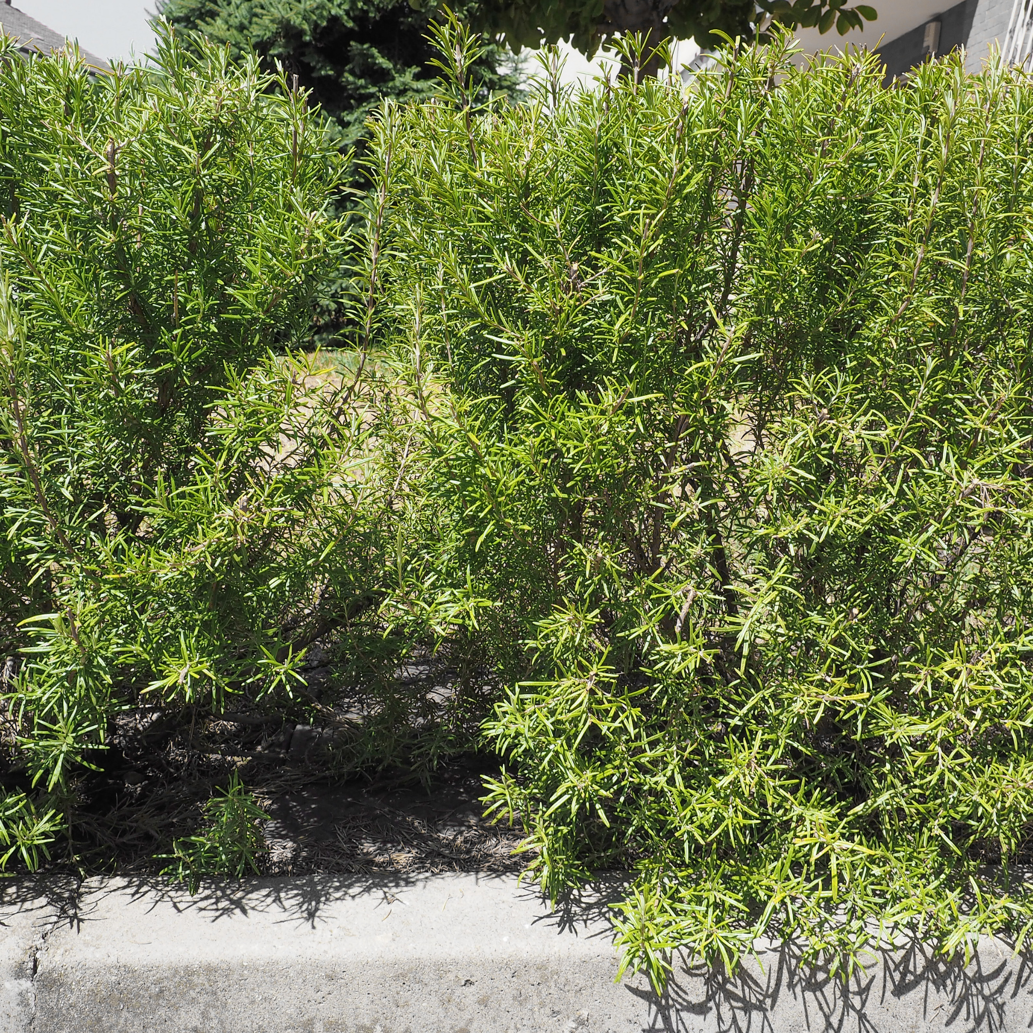 Long Leaved Westringia - Westringia longifolia