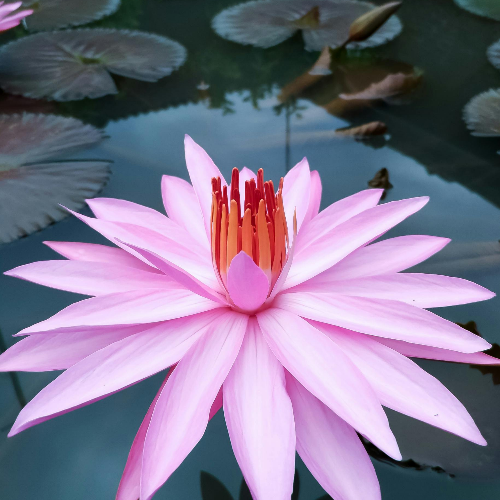 Pink Water Lily - Nymphaea hybrida Pink