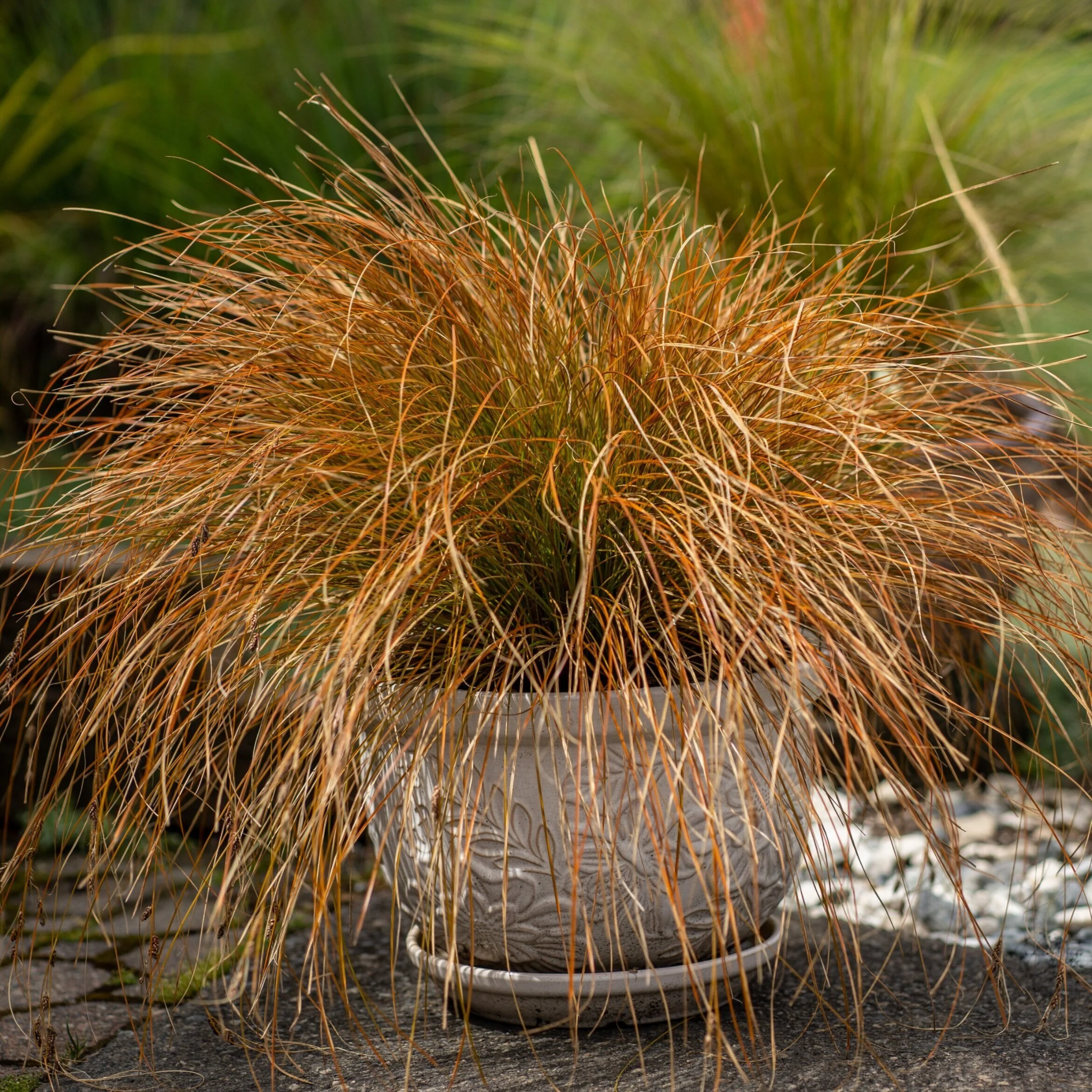 Potted ornamental grass with decorative pot in a garden setting