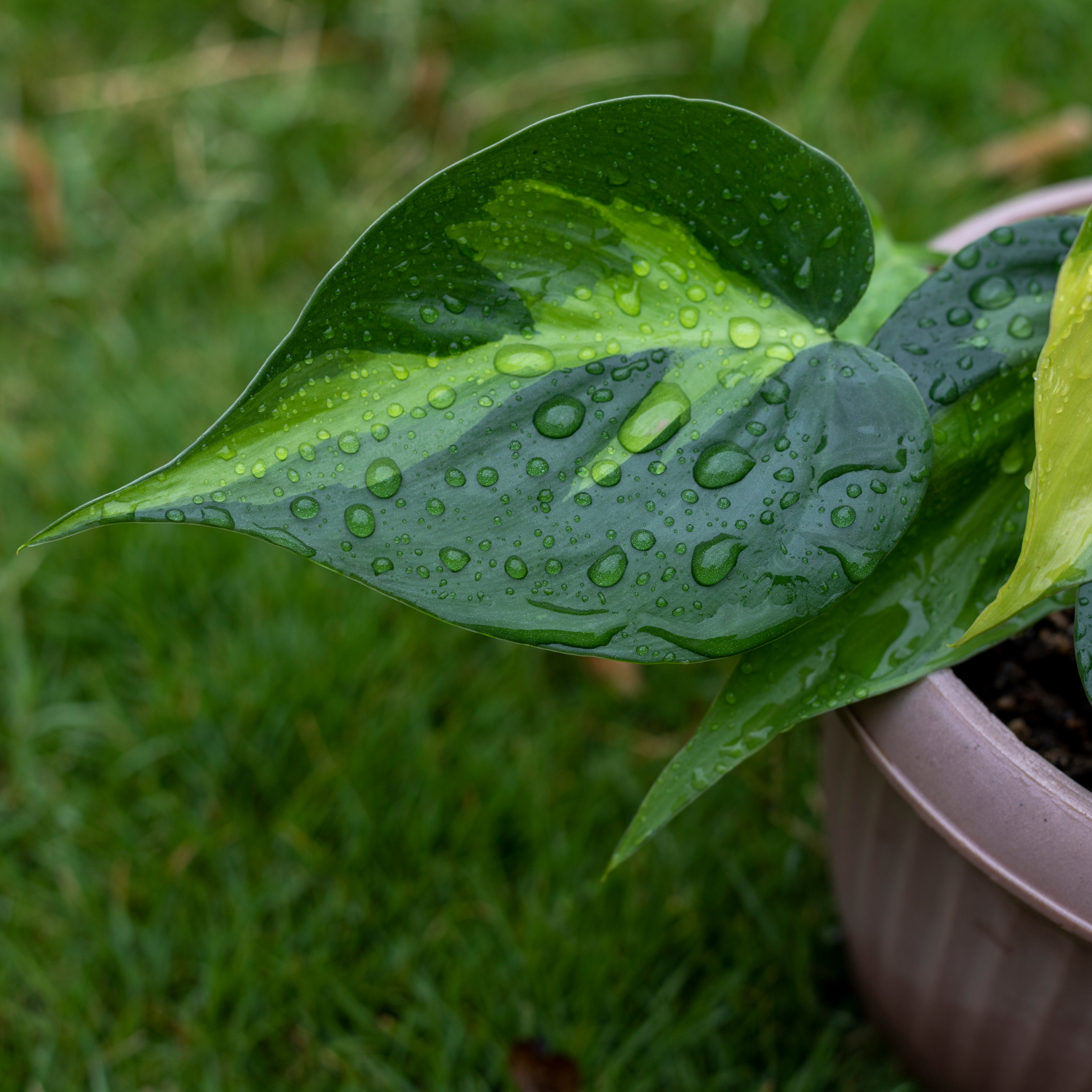 Heart Leaf Philodendron - Philodendron hederaceum Brasil