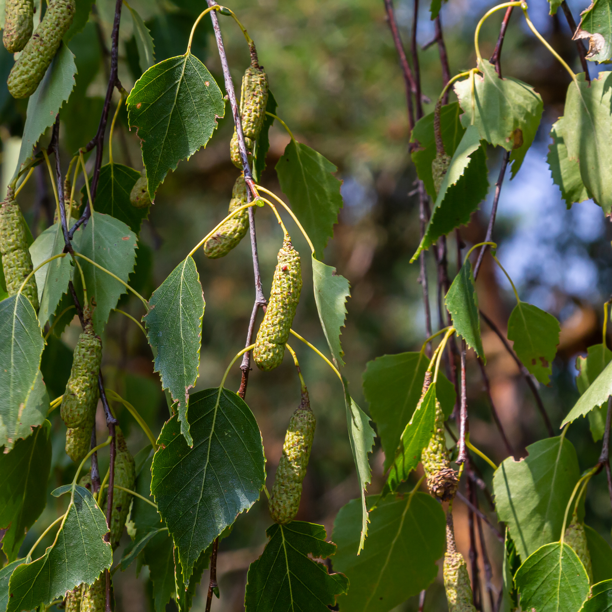 Birch leaves and catkins on a branch with a blurred natural background