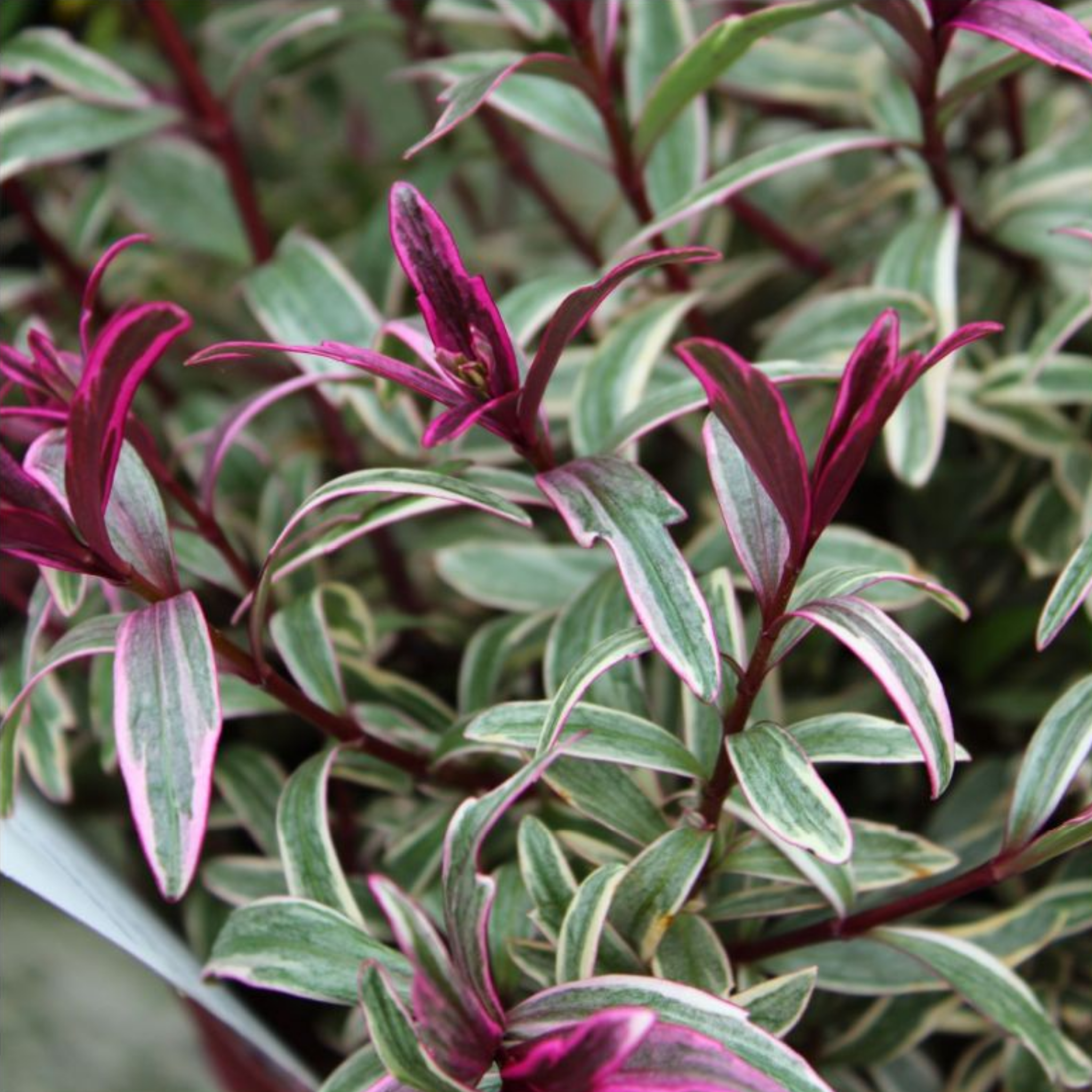 Hebe hybrida Annies Winter Wonder