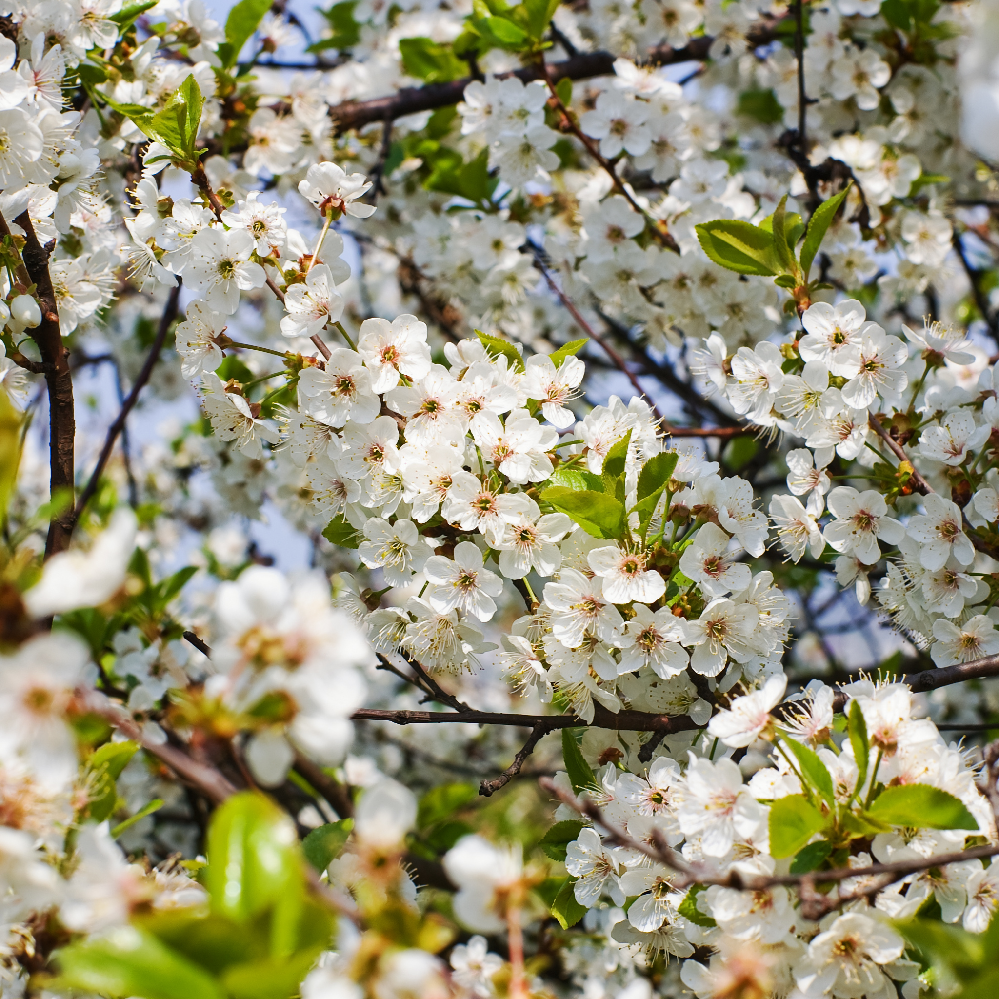 Ornamental Callery Pear Cleveland Select - Pyrus calleryana Cleveland Select