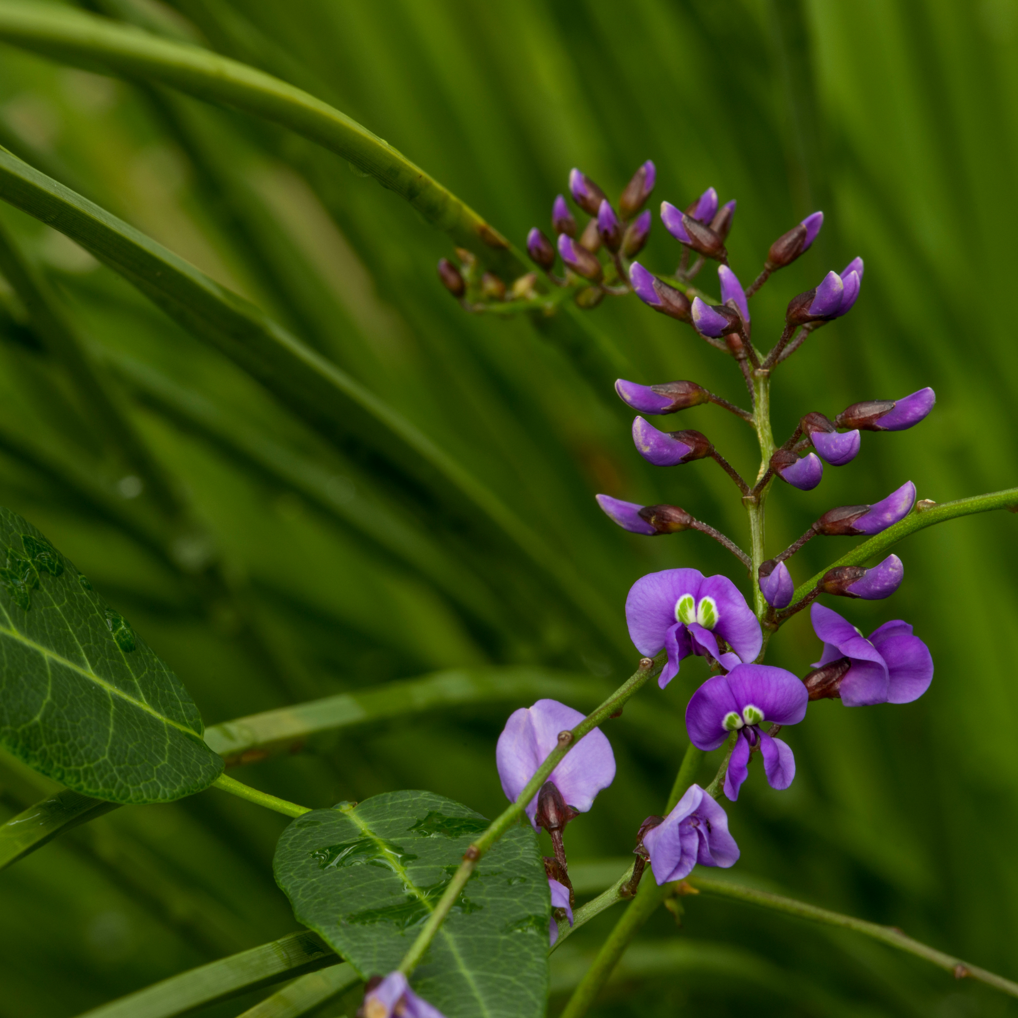 Native Wisteria Bliss - Hardenbergia violacea 'Bliss'