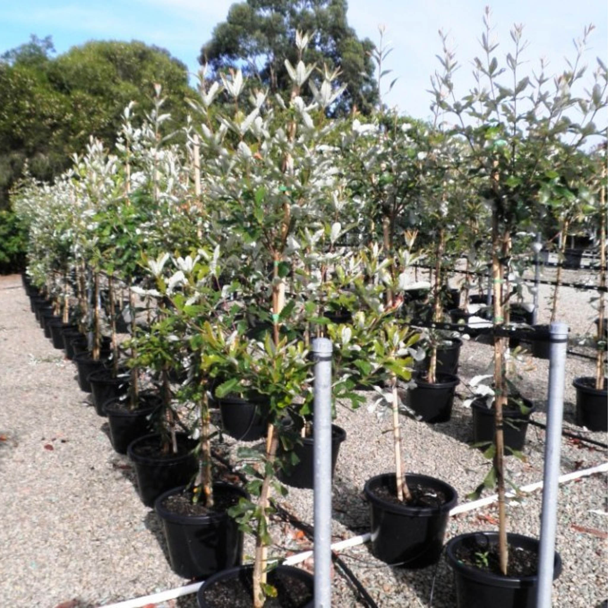 Row of potted trees in a nursery setting