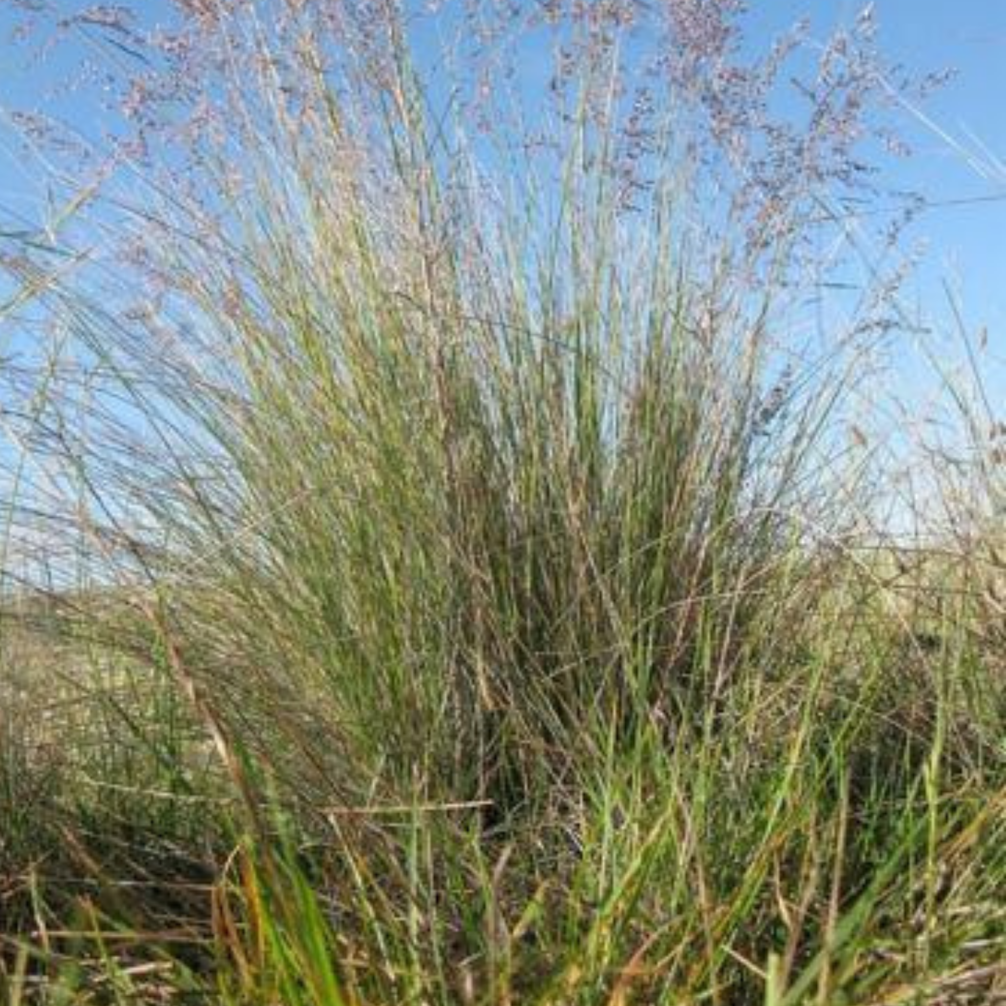 Snow Grass / Grey Tussock Grass - Poa sieberiana