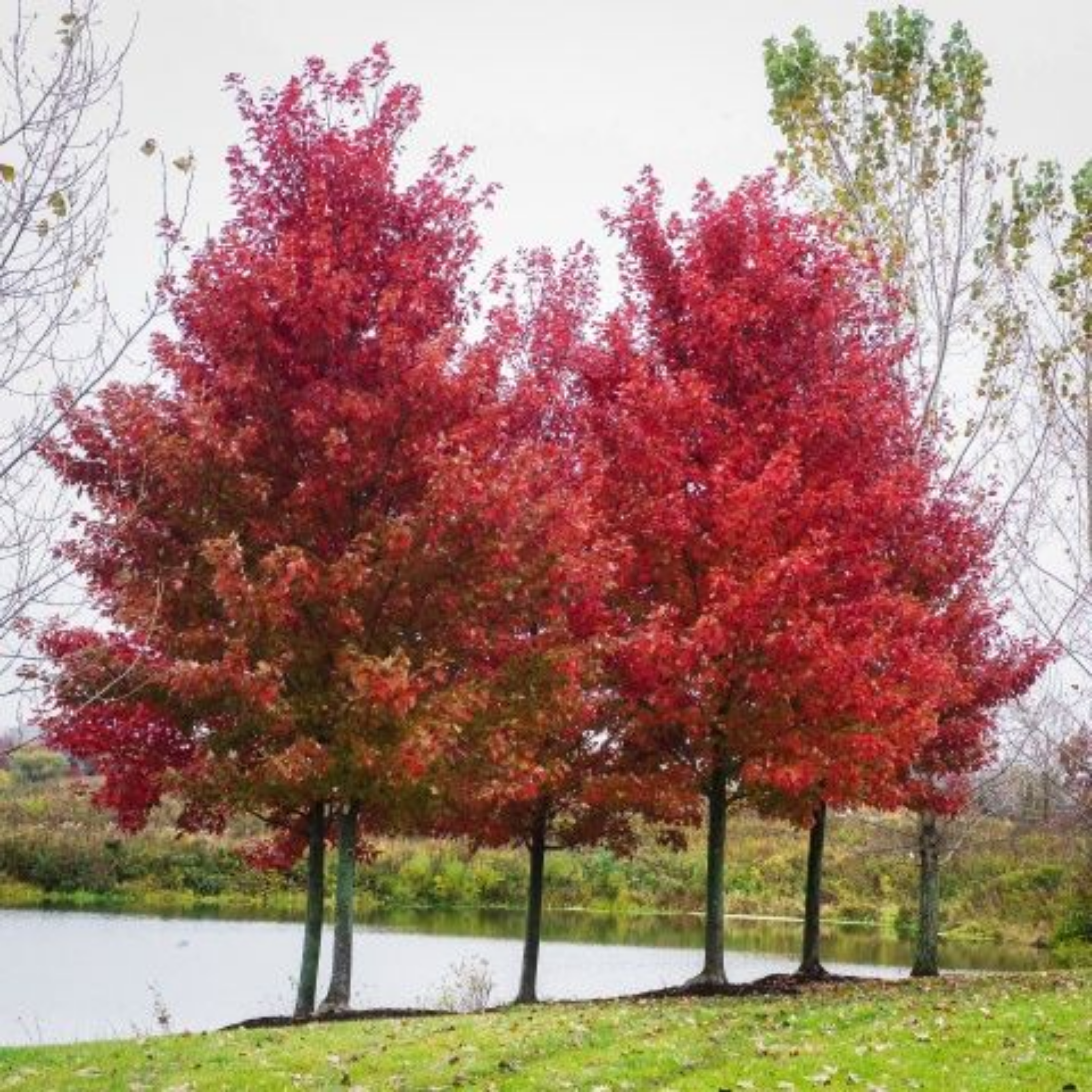 Two red maple trees by a lake with a clear sky.