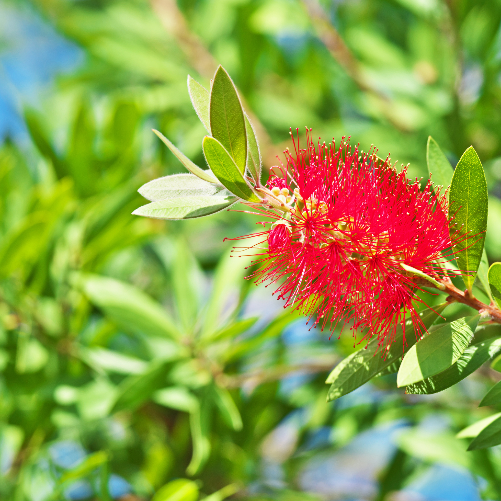 Dwarf Weeping Bottlebrush Better John - Callistemon viminalis 'Better John' PBR