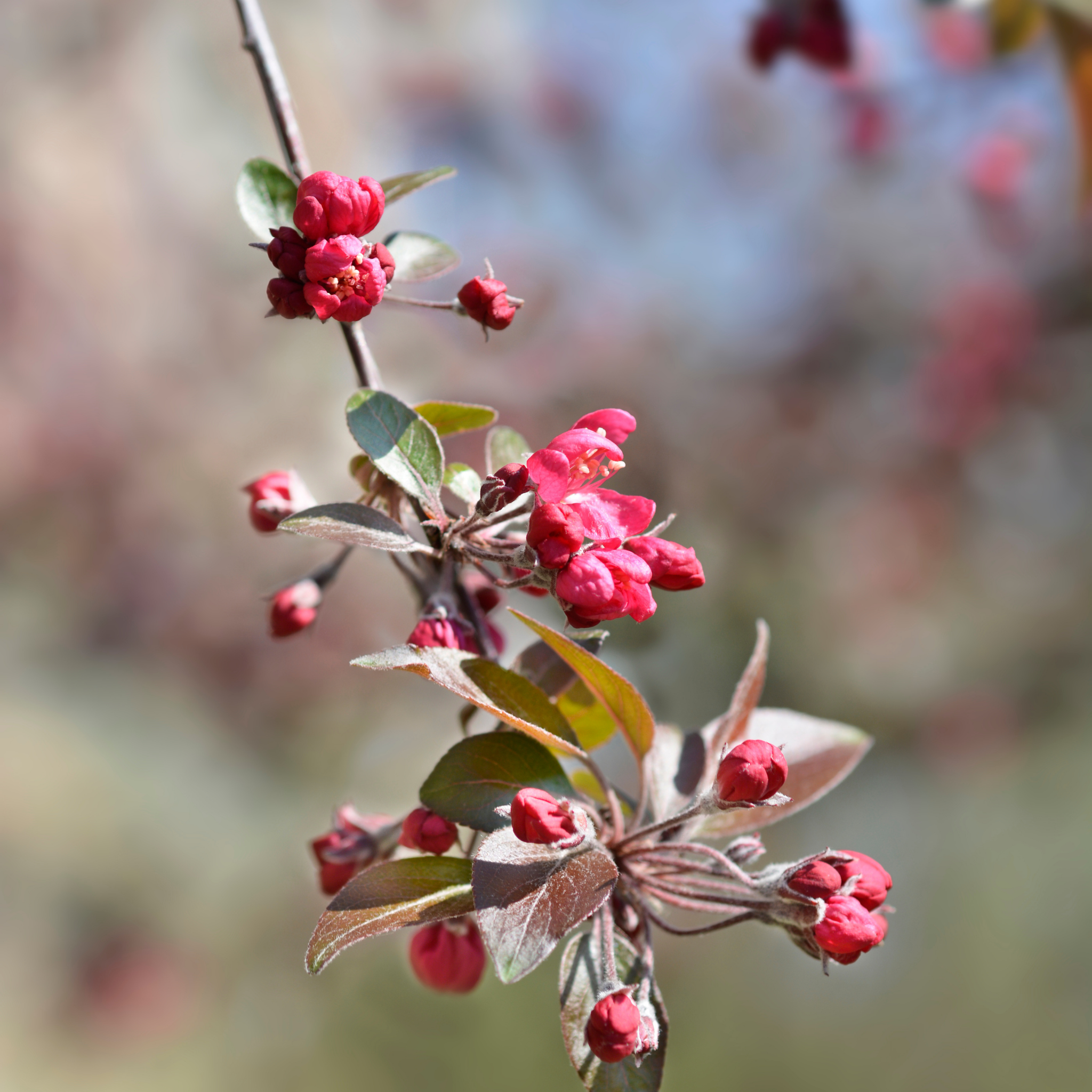 Yunnan Crabapple - Malus yunnanensis Wychwood Ruby PBR