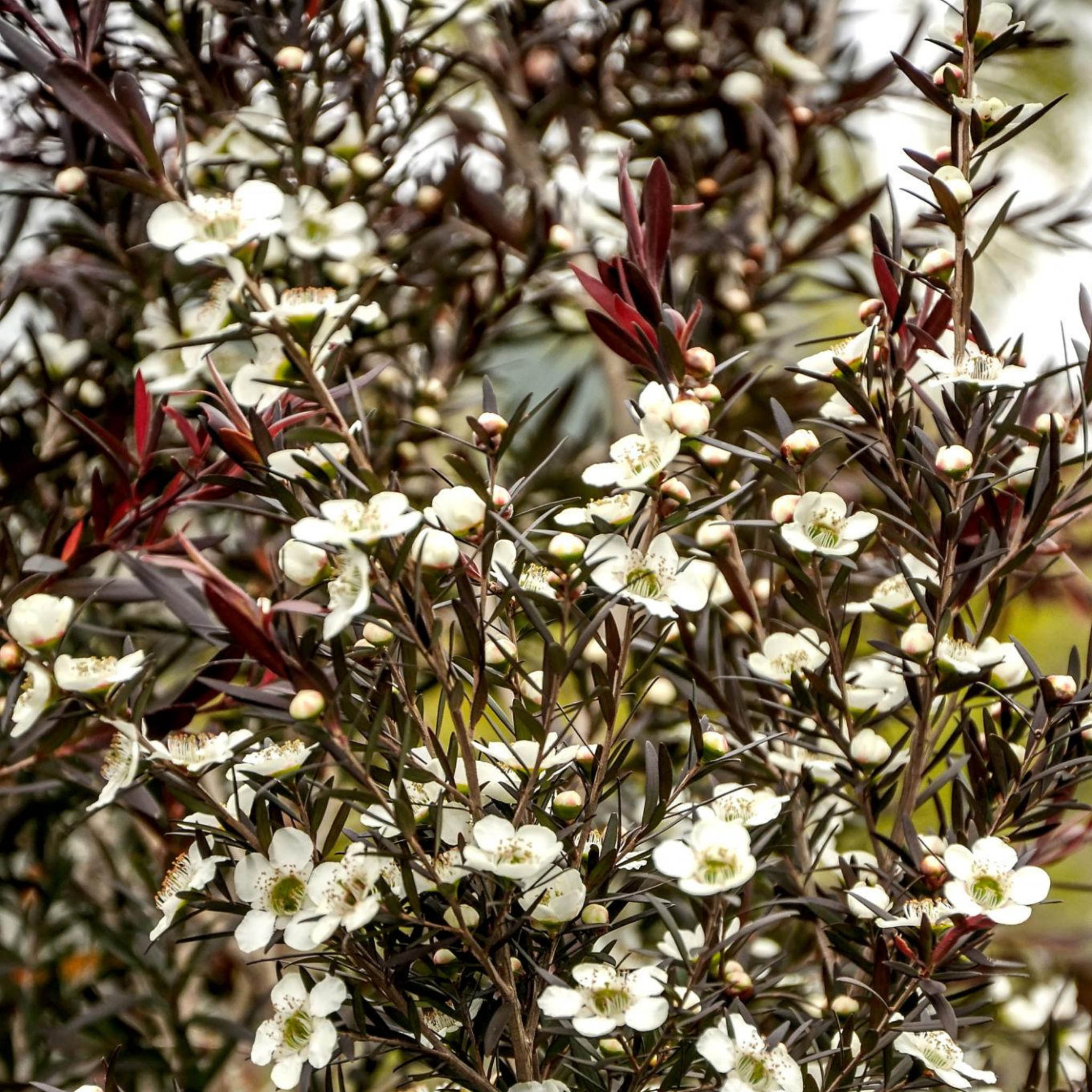 Tea Tree Starry Night - Leptospermum obovatum Starry Night