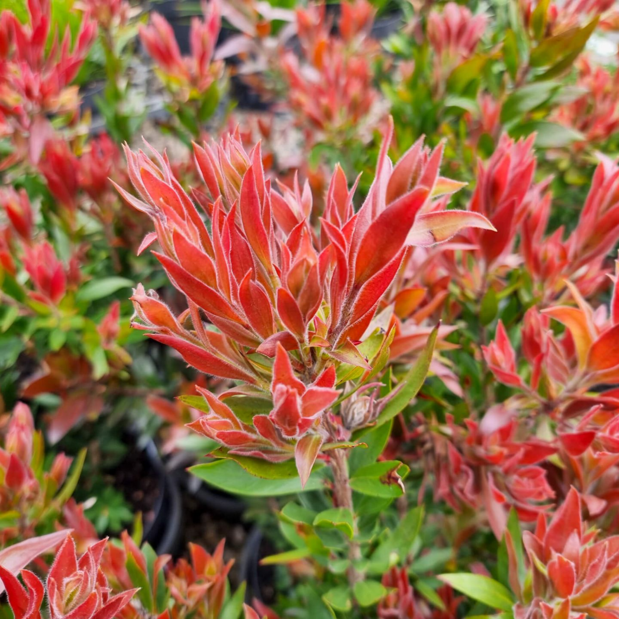 Close-up of vibrant red and green leaves