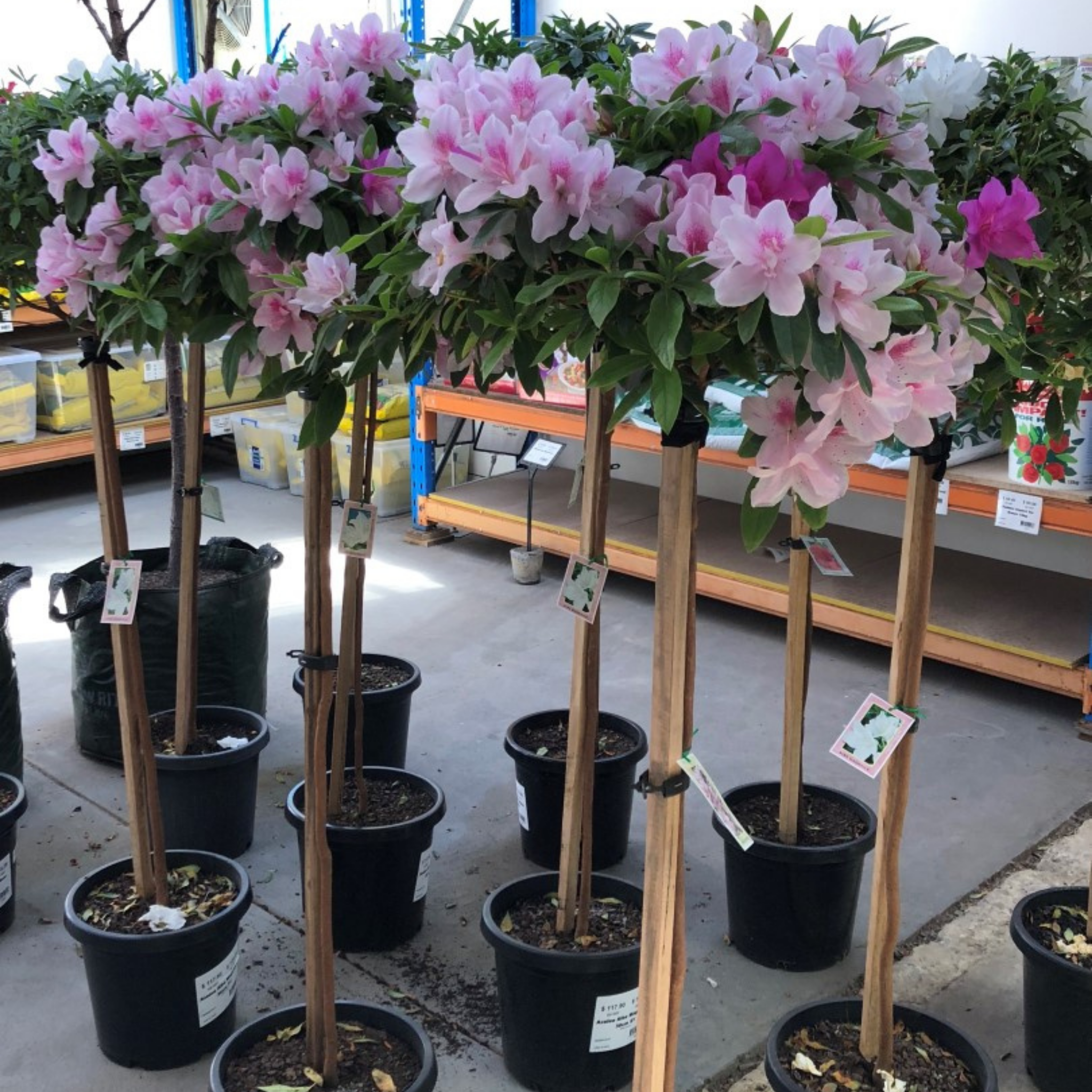 Potted flowering plants in a store setting with shelves in the background.