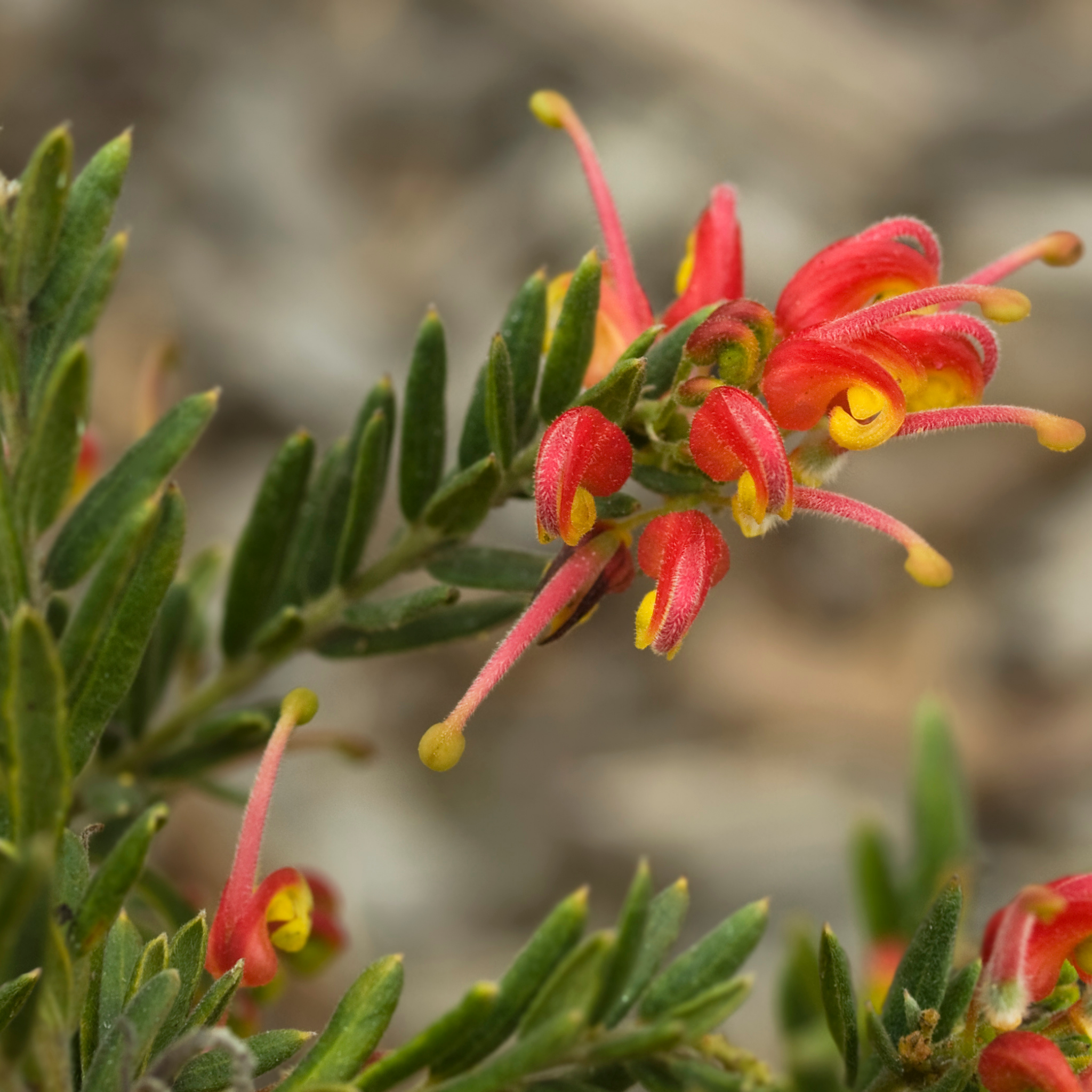 Grevillea 'Fireworks' - Grevillea hybrida Fireworks