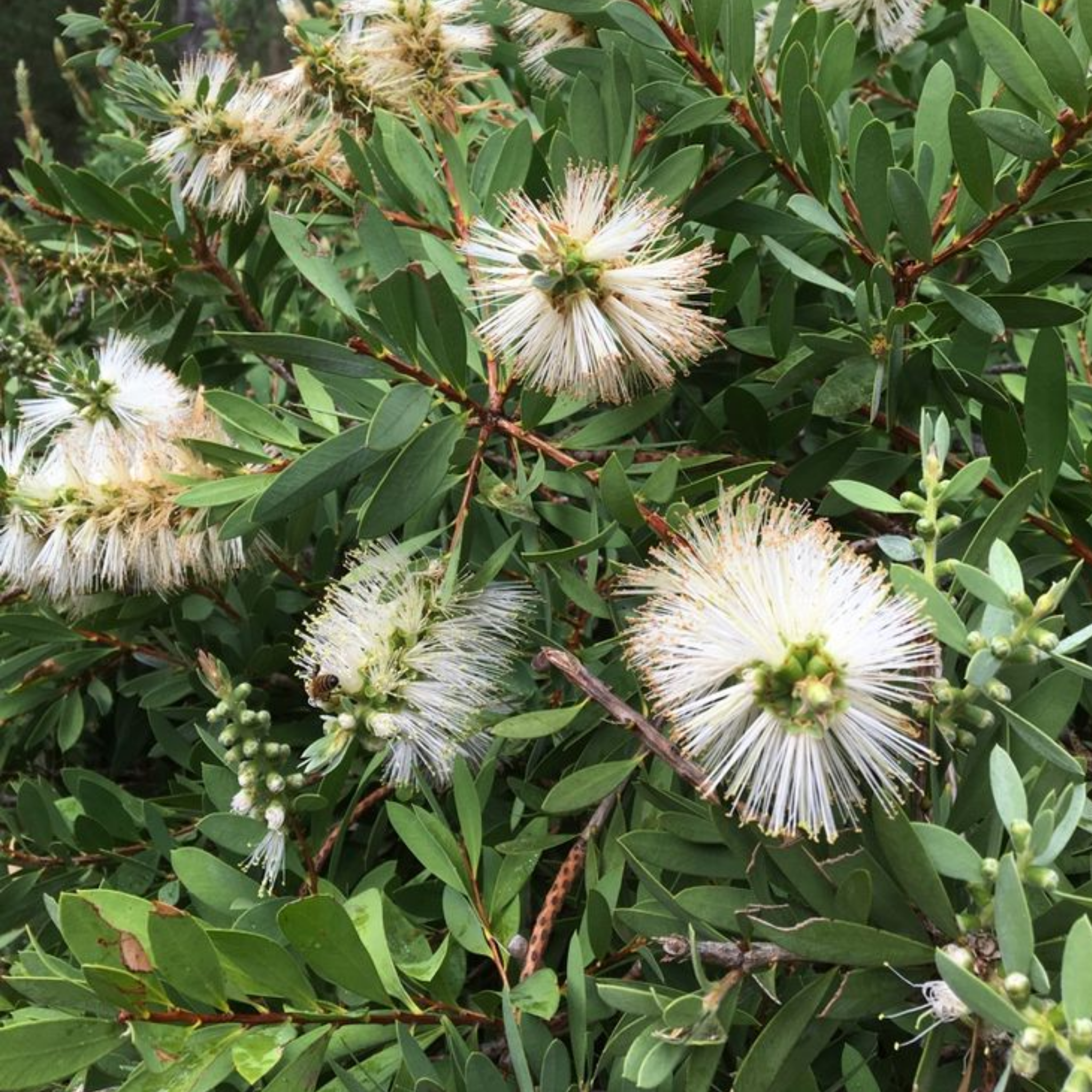 White Bottlebrush - Callistemon citrinus 'White Anzac’
