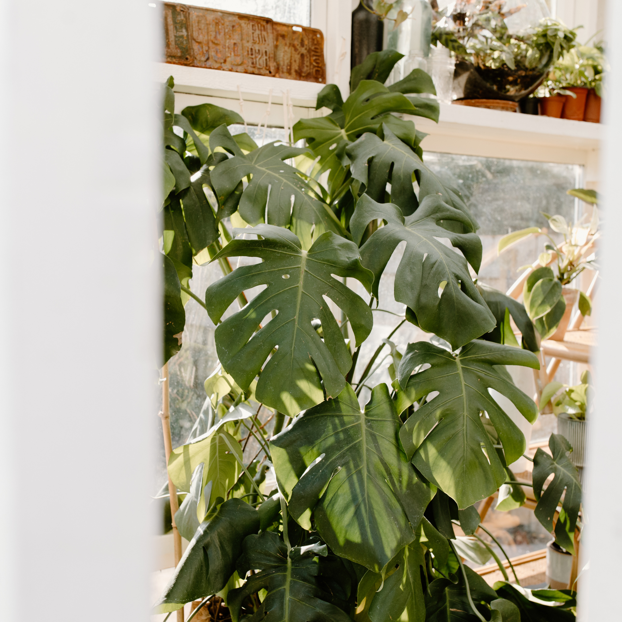Swiss Cheese Plant - Monstera deliciosa