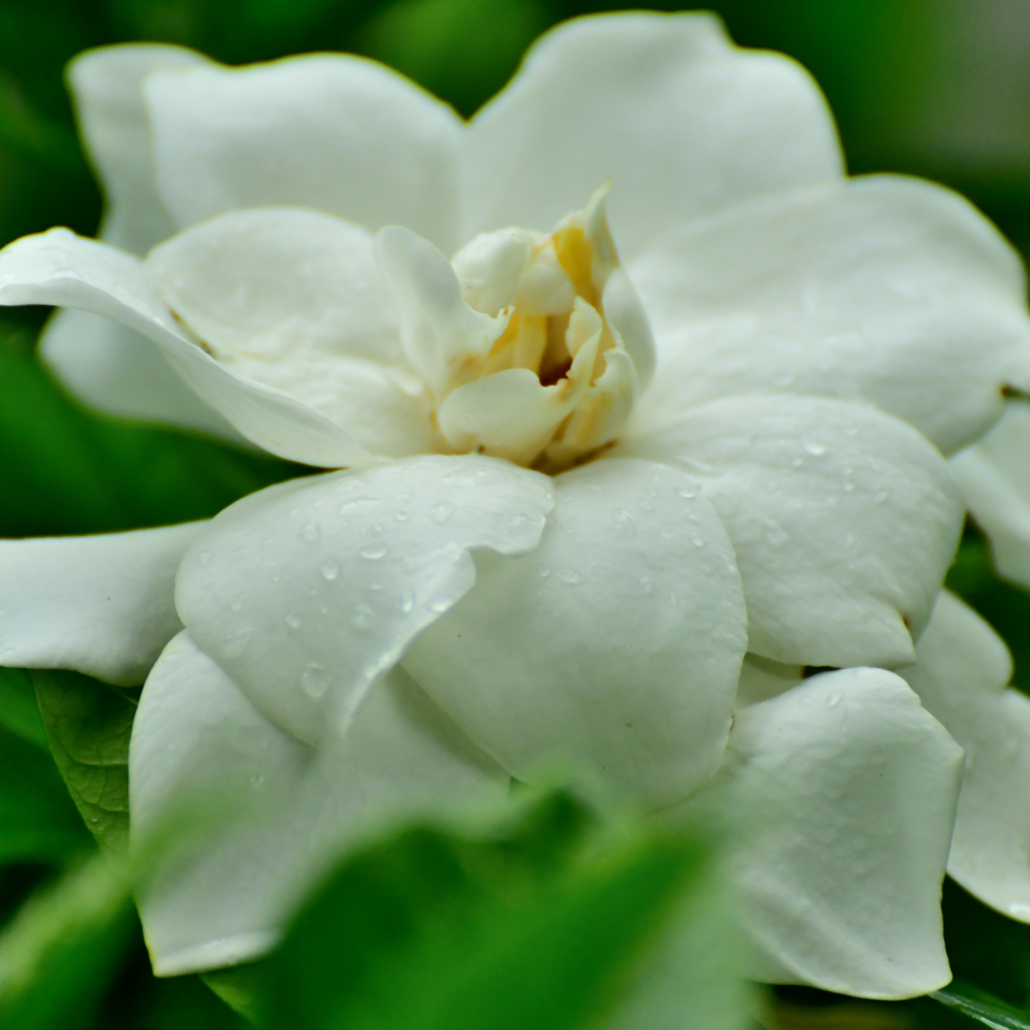Creeping Gardenia - Gardenia jasminoides 'Radicans'