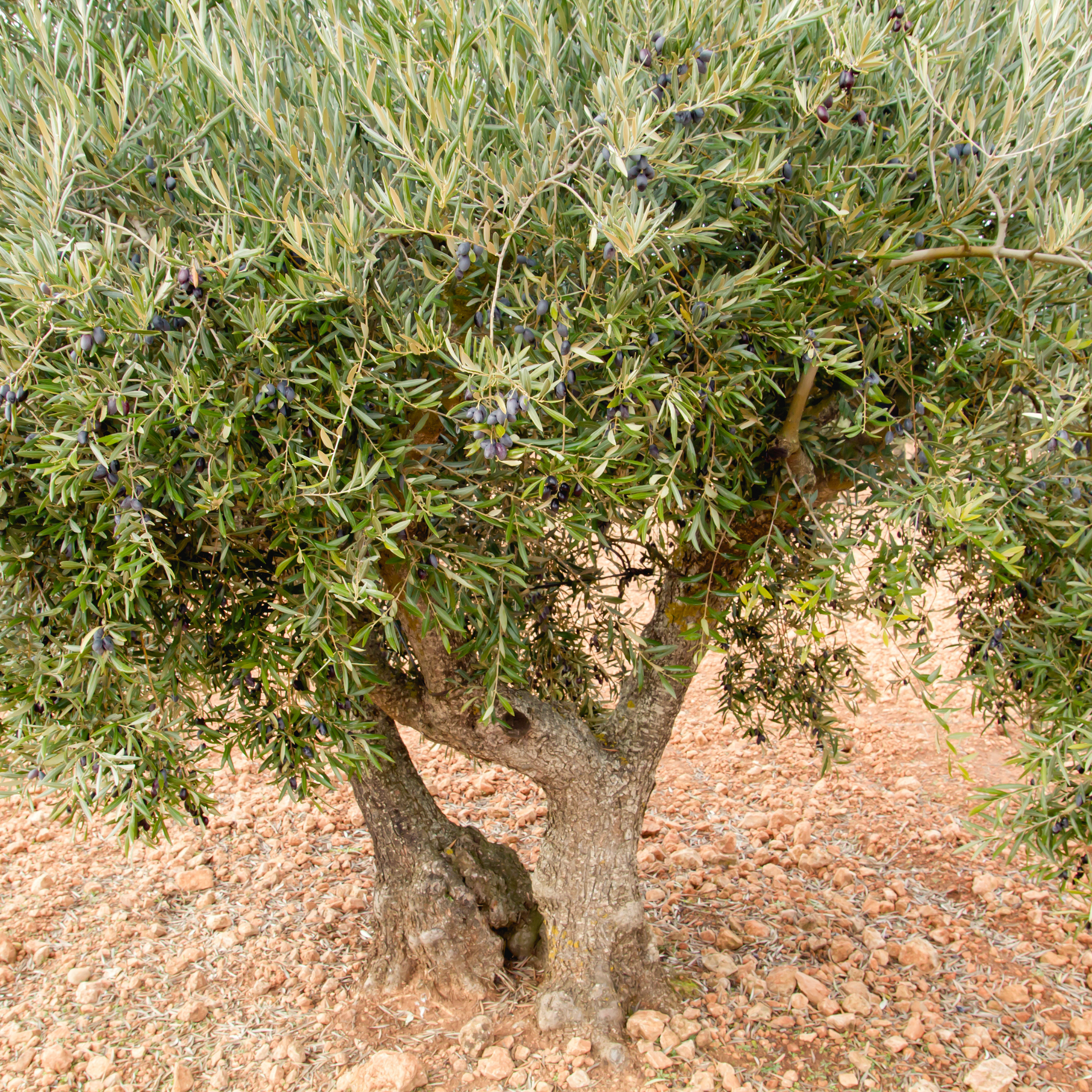 Verdale Olive Tree - Olea europaea Verdale