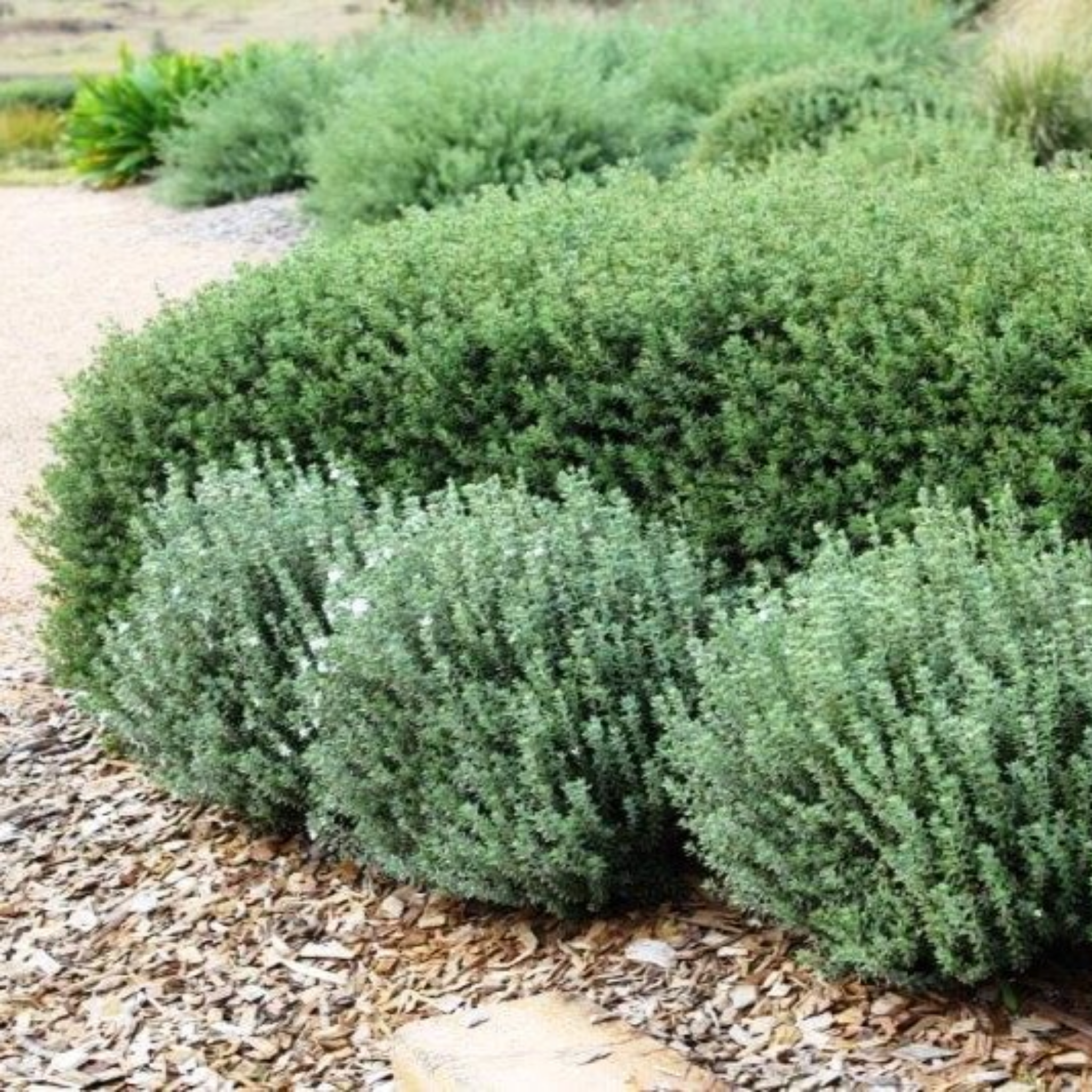 Grey Box Native Rosemary - Westringia fruticosa Grey Box