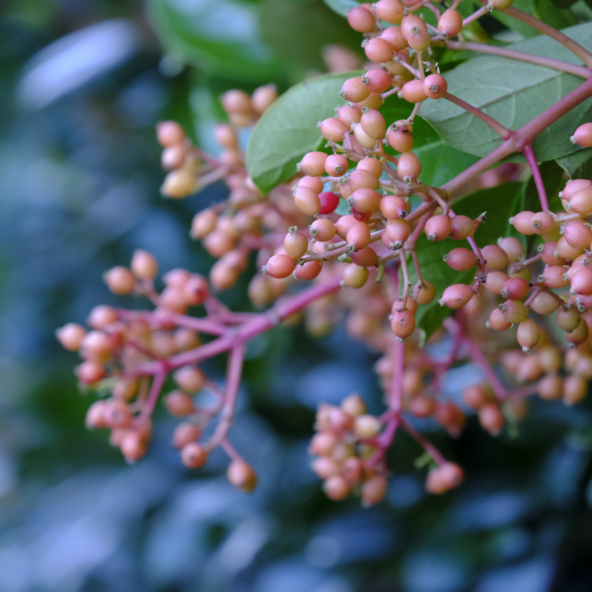Sweet Viburnum Dense Fence - Viburnum odoratissimum Dense Fence PBR